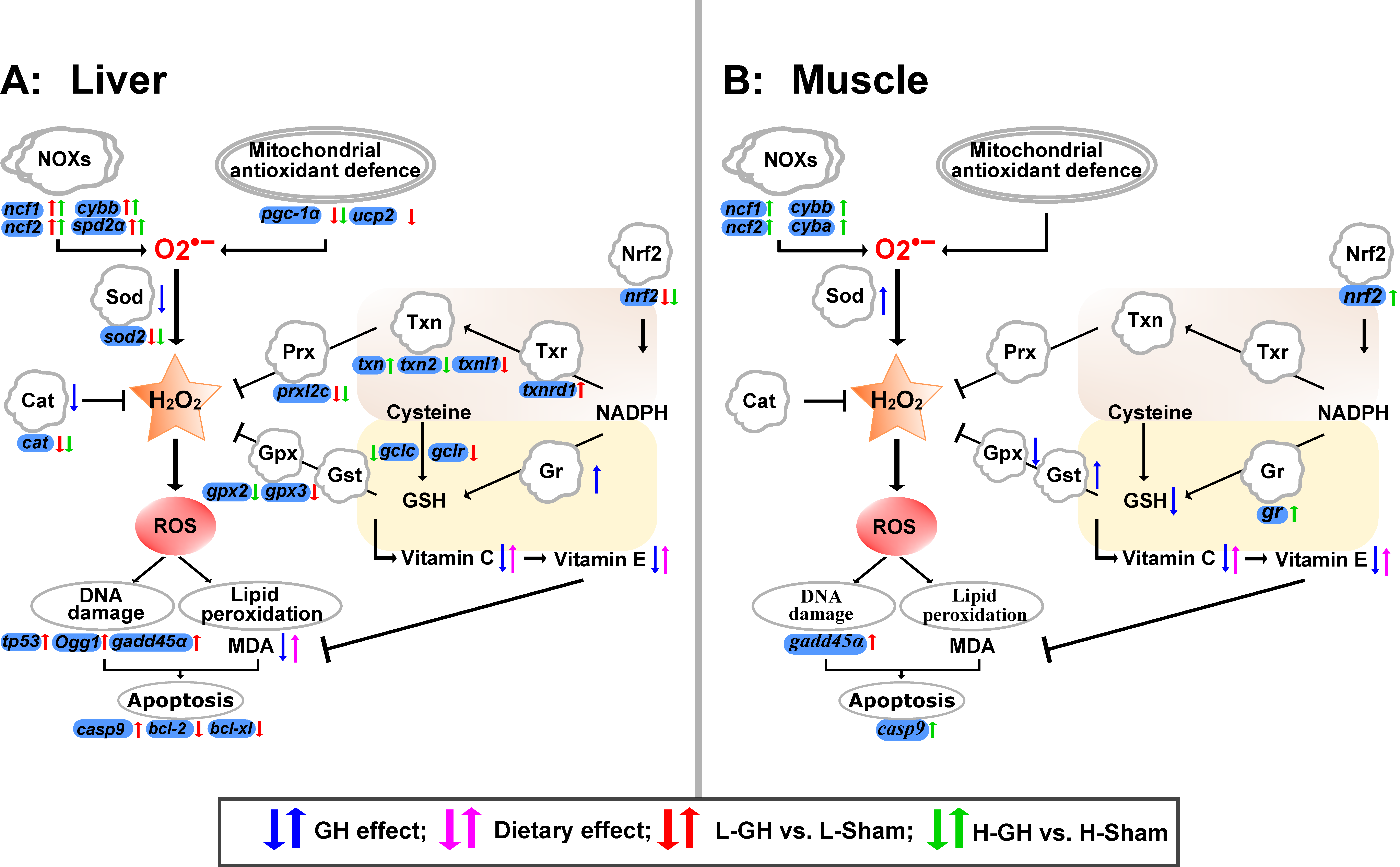 Antioxidants 11 01708 g009