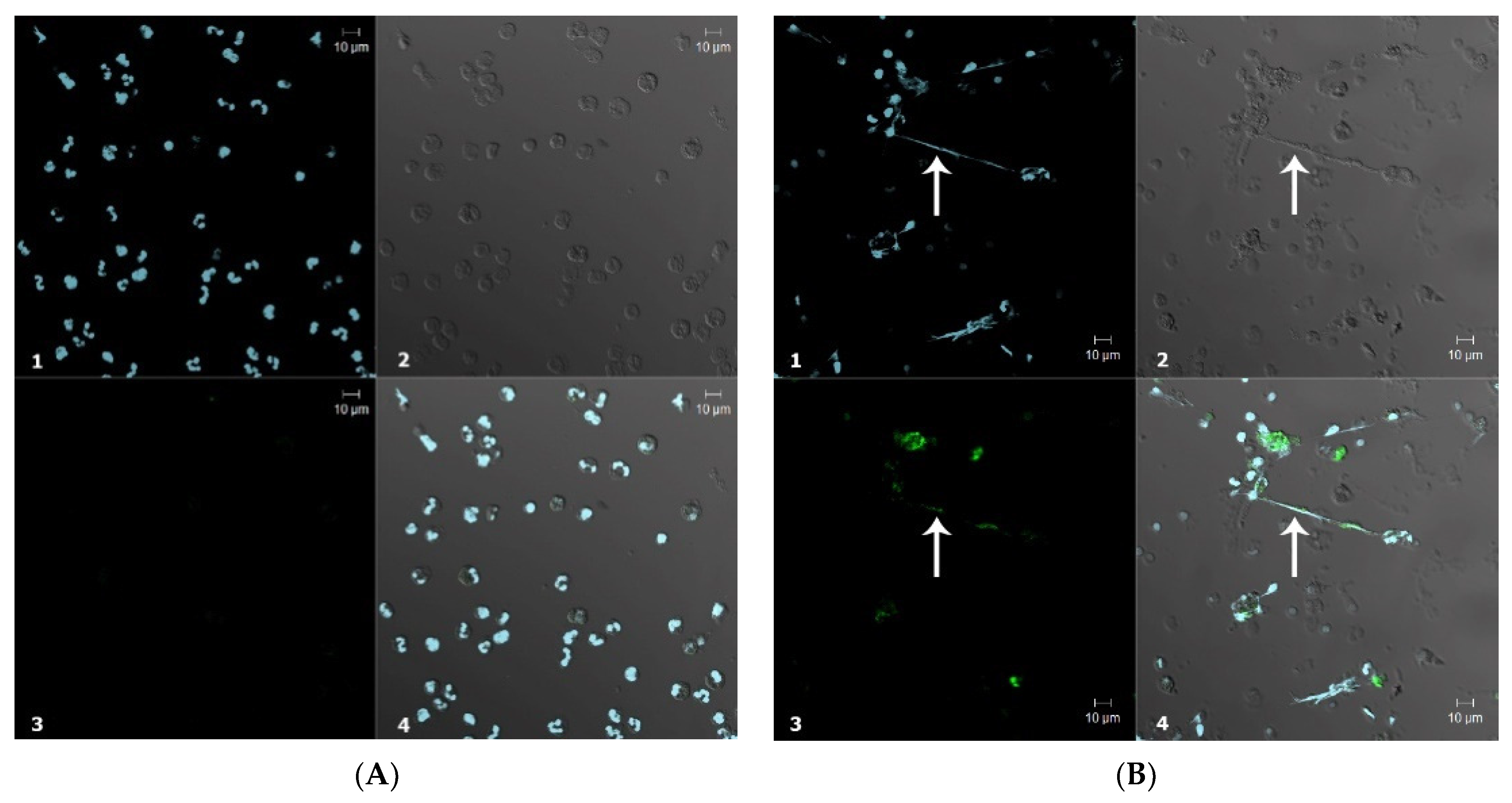 Antioxidants 11 01719 g005 Antioxidants 11 01719 g005