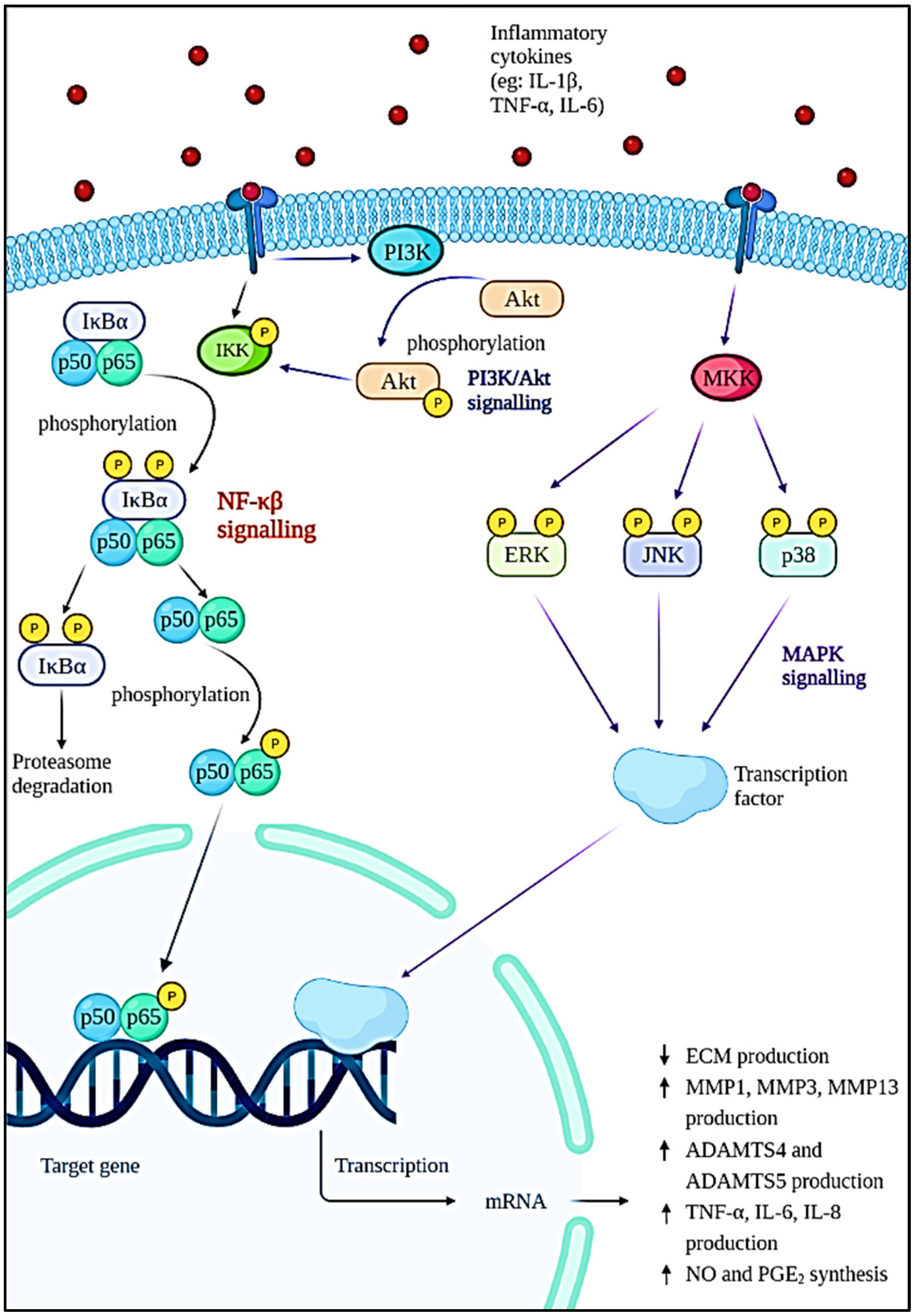 Antioxidants 11 01722 g002