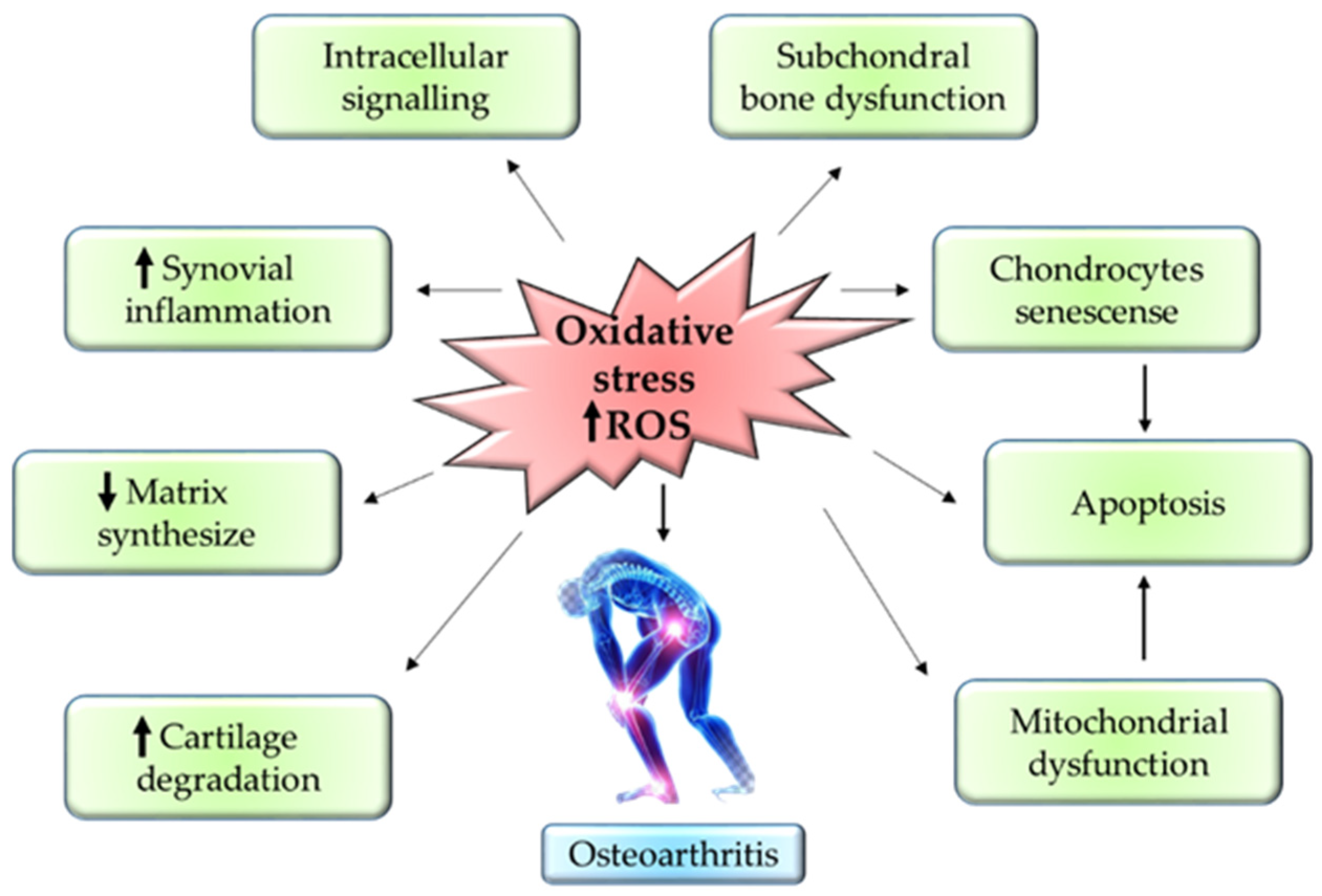 Antioxidants 11 01722 g003