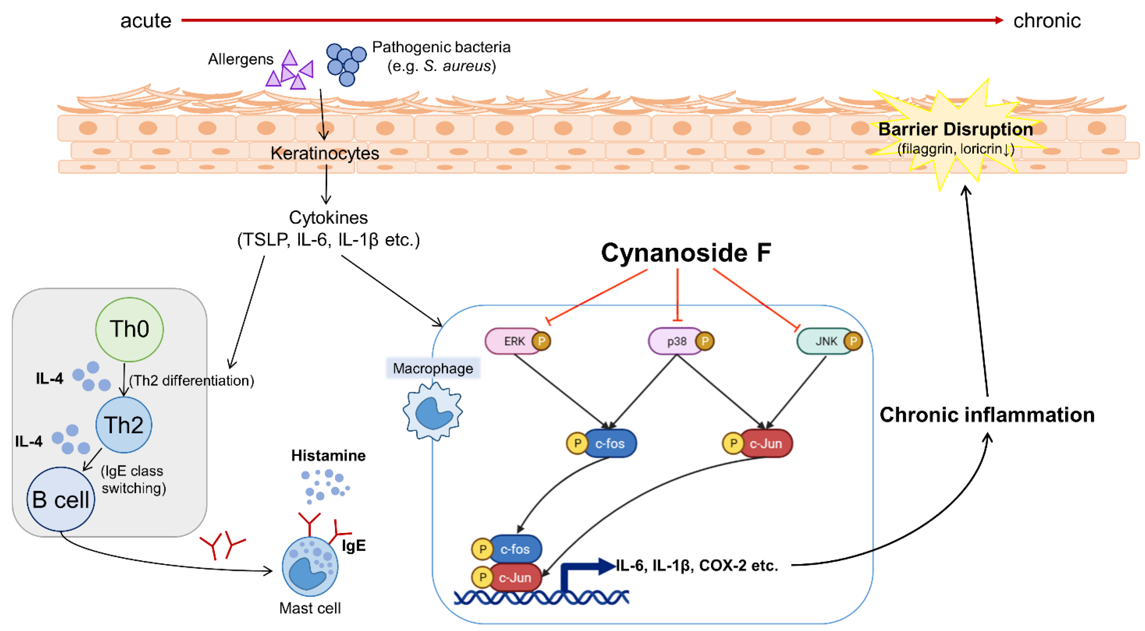 Antioxidants 11 01740 g006