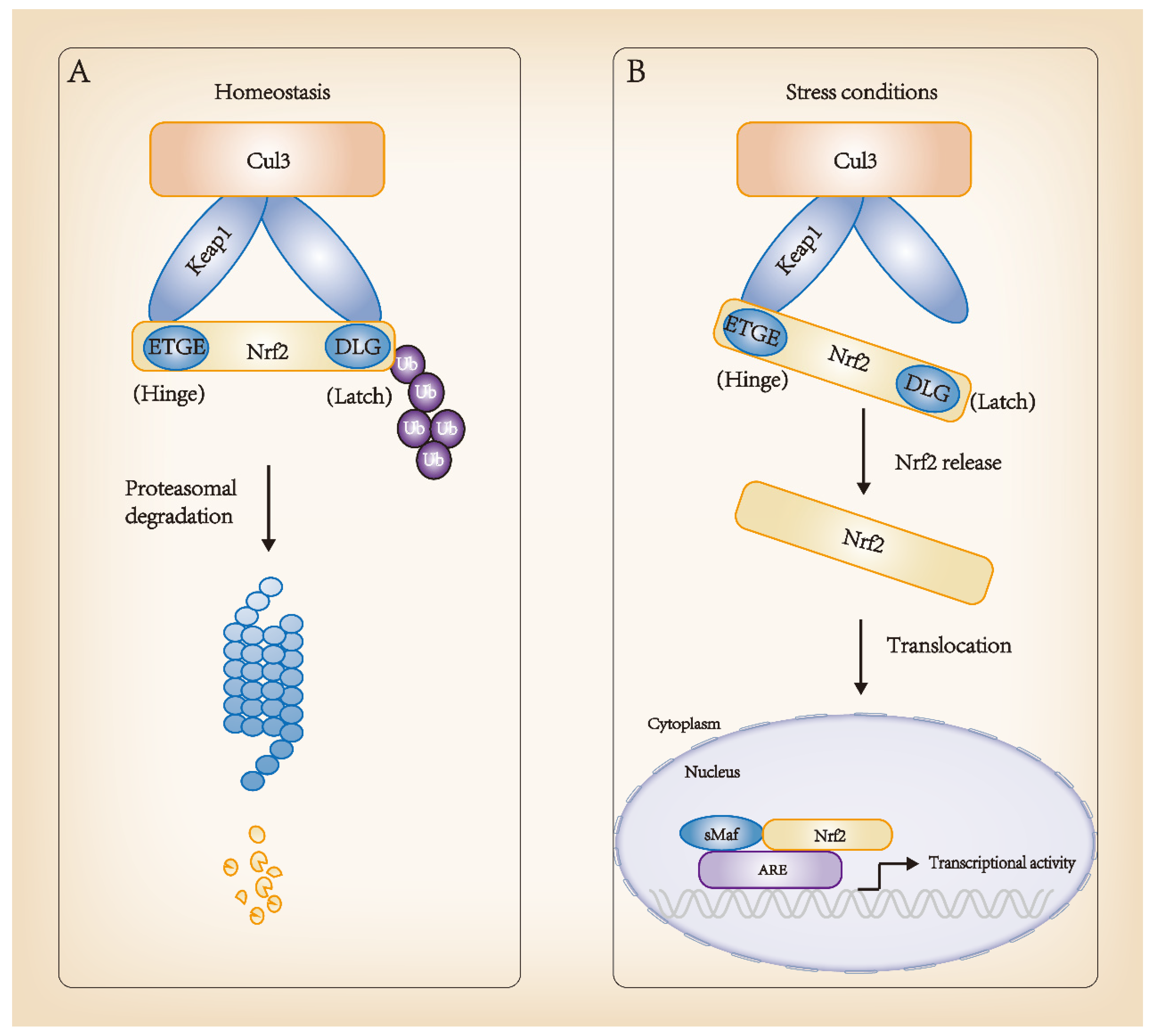 Antioxidants 11 01747 g002