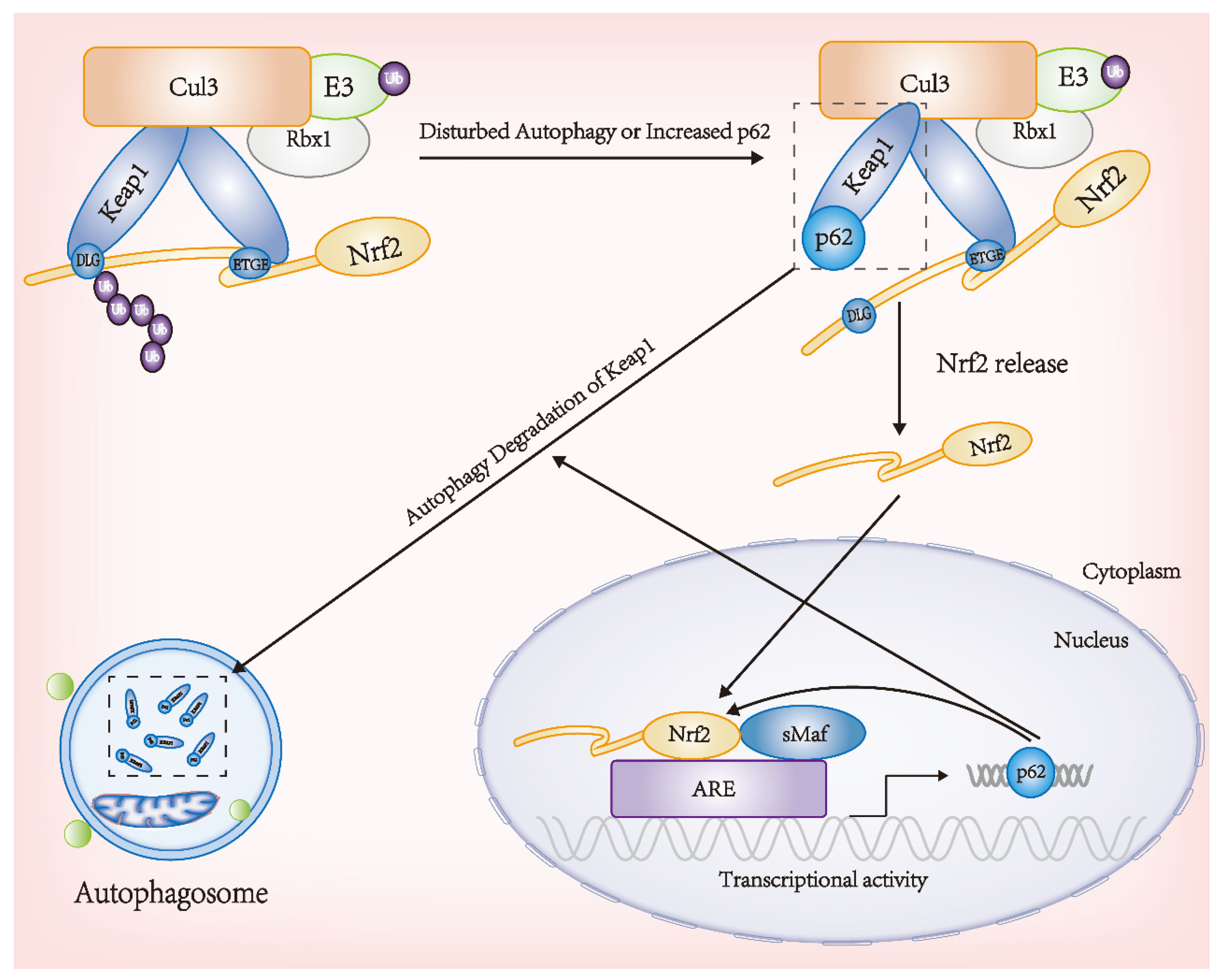 Antioxidants 11 01747 g004