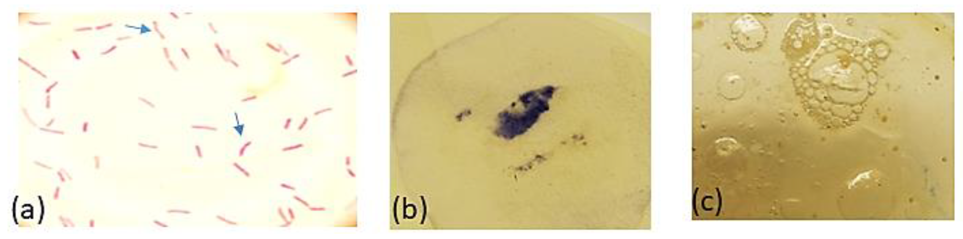 Antioxidants 11 01752 g003