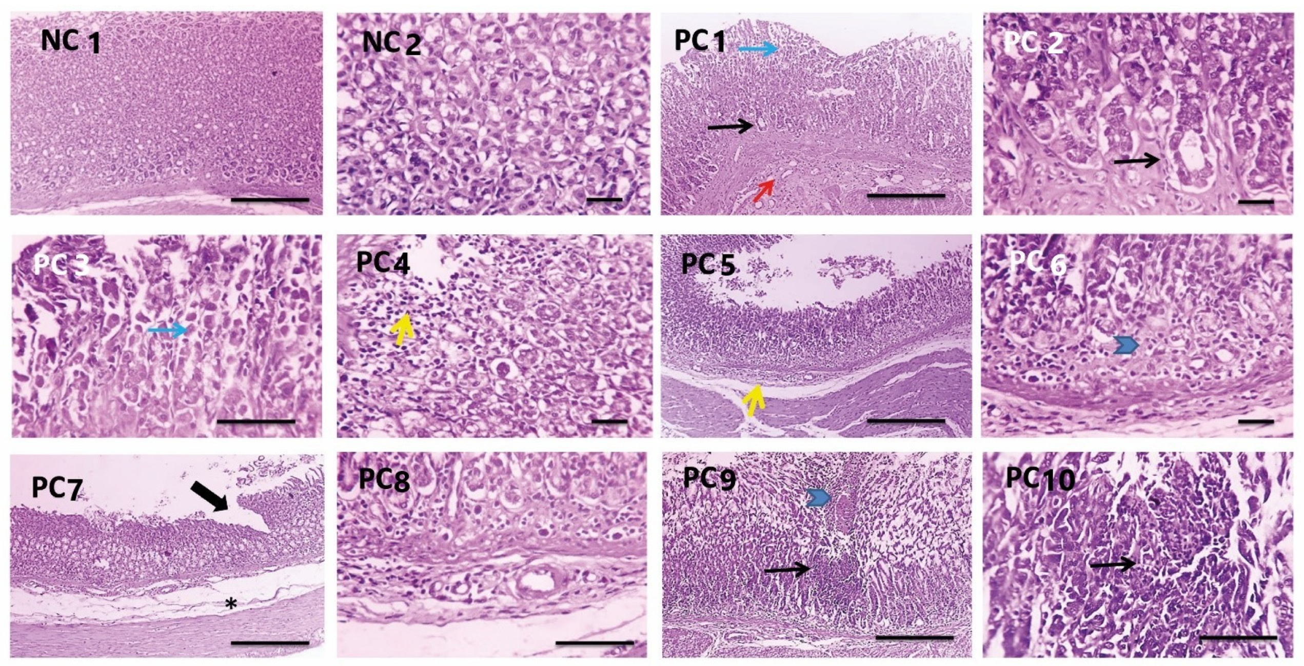 Antioxidants 11 01752 g007