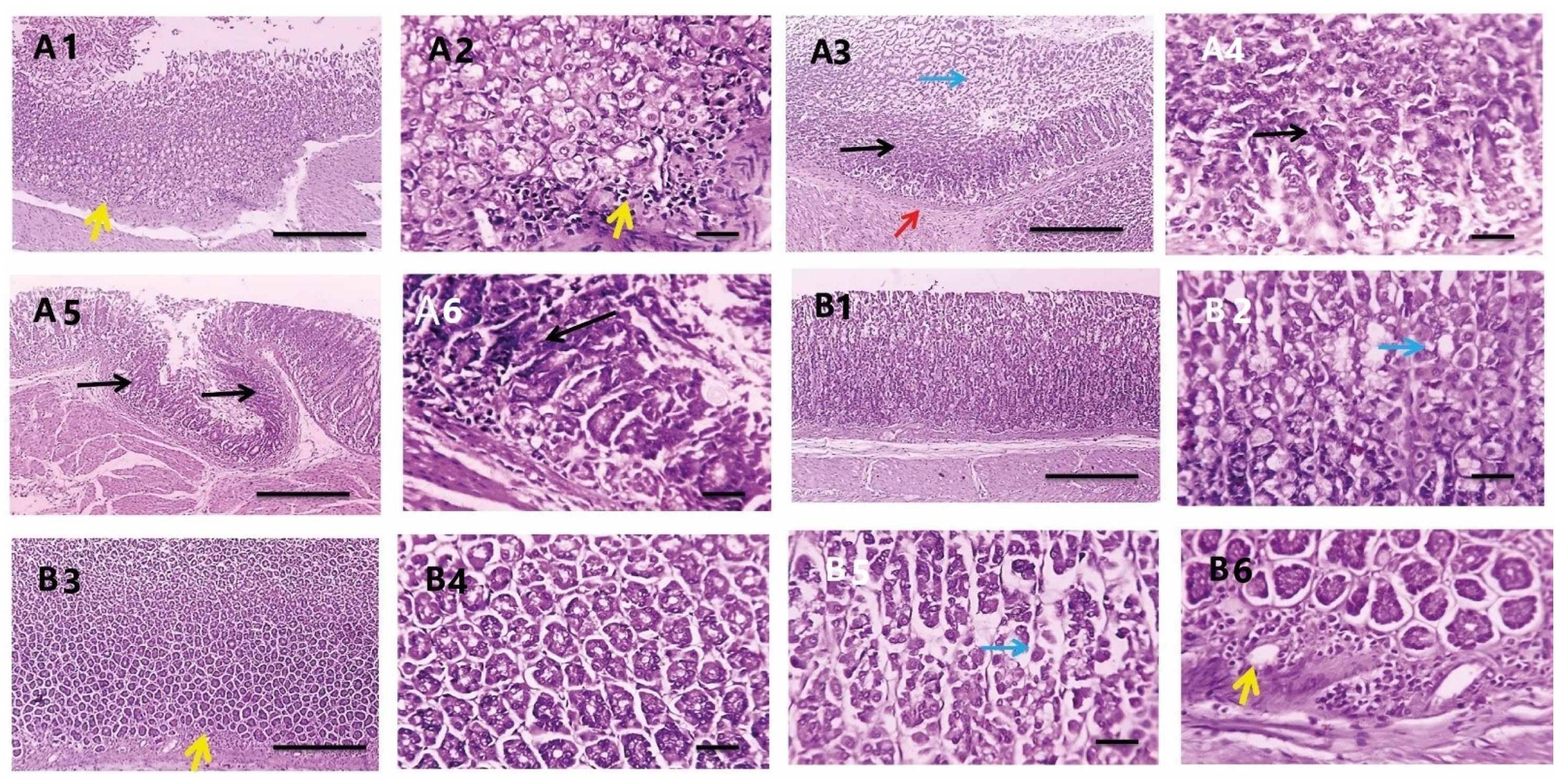 Antioxidants 11 01752 g009