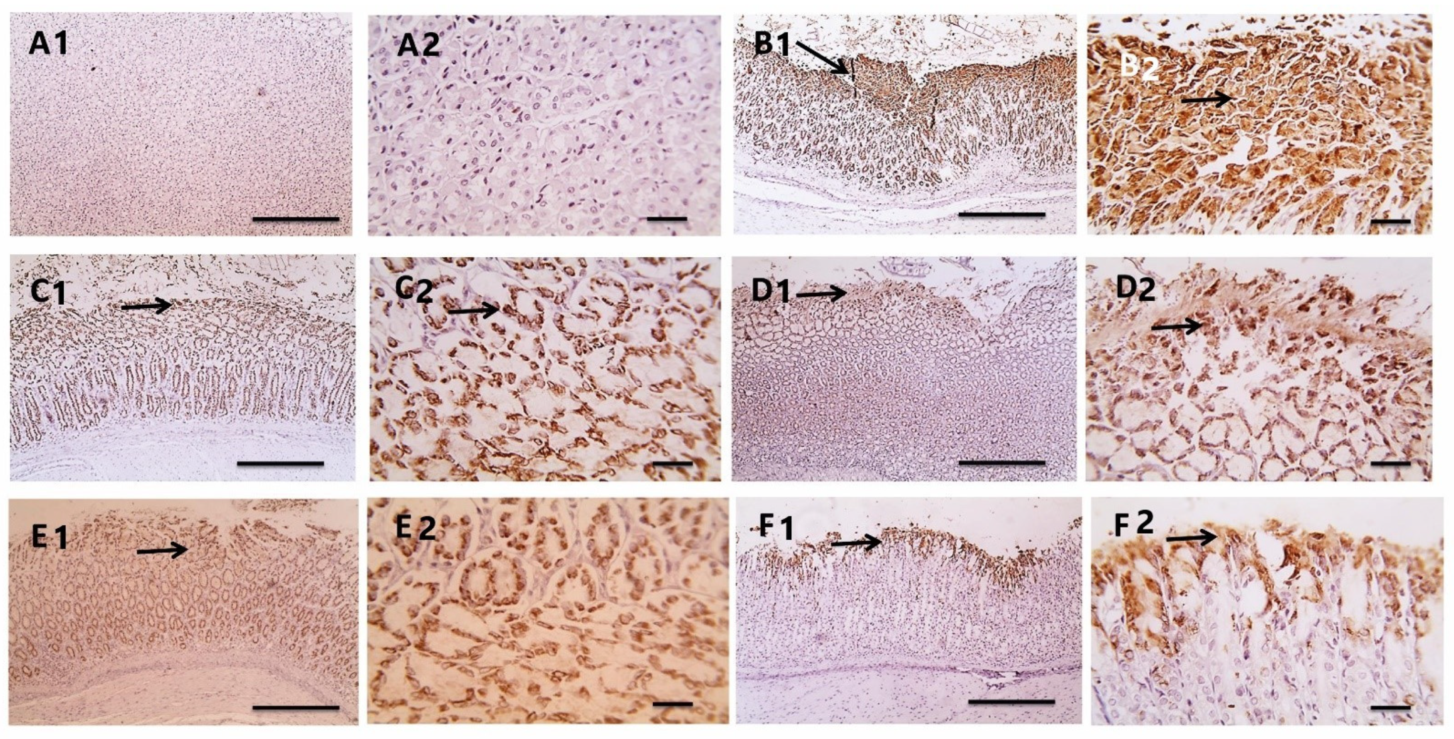 Antioxidants 11 01752 g010