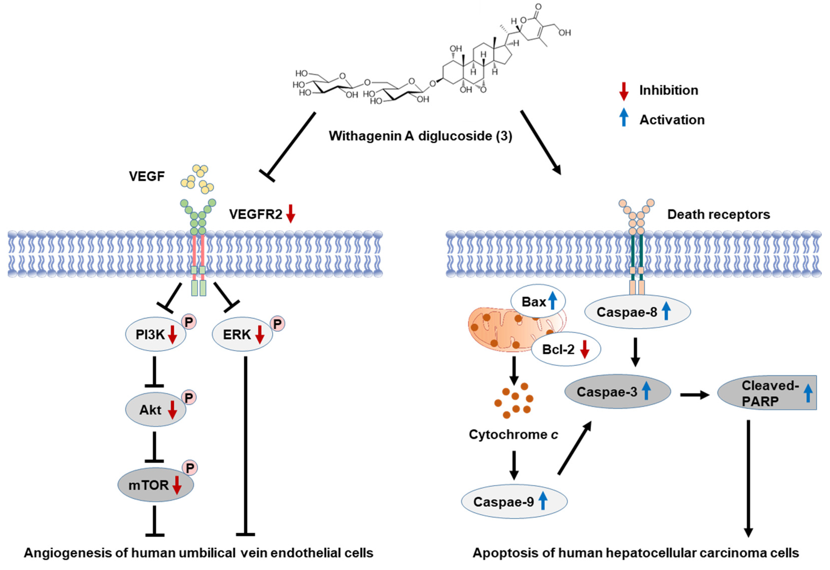 Antioxidants 11 01761 g011