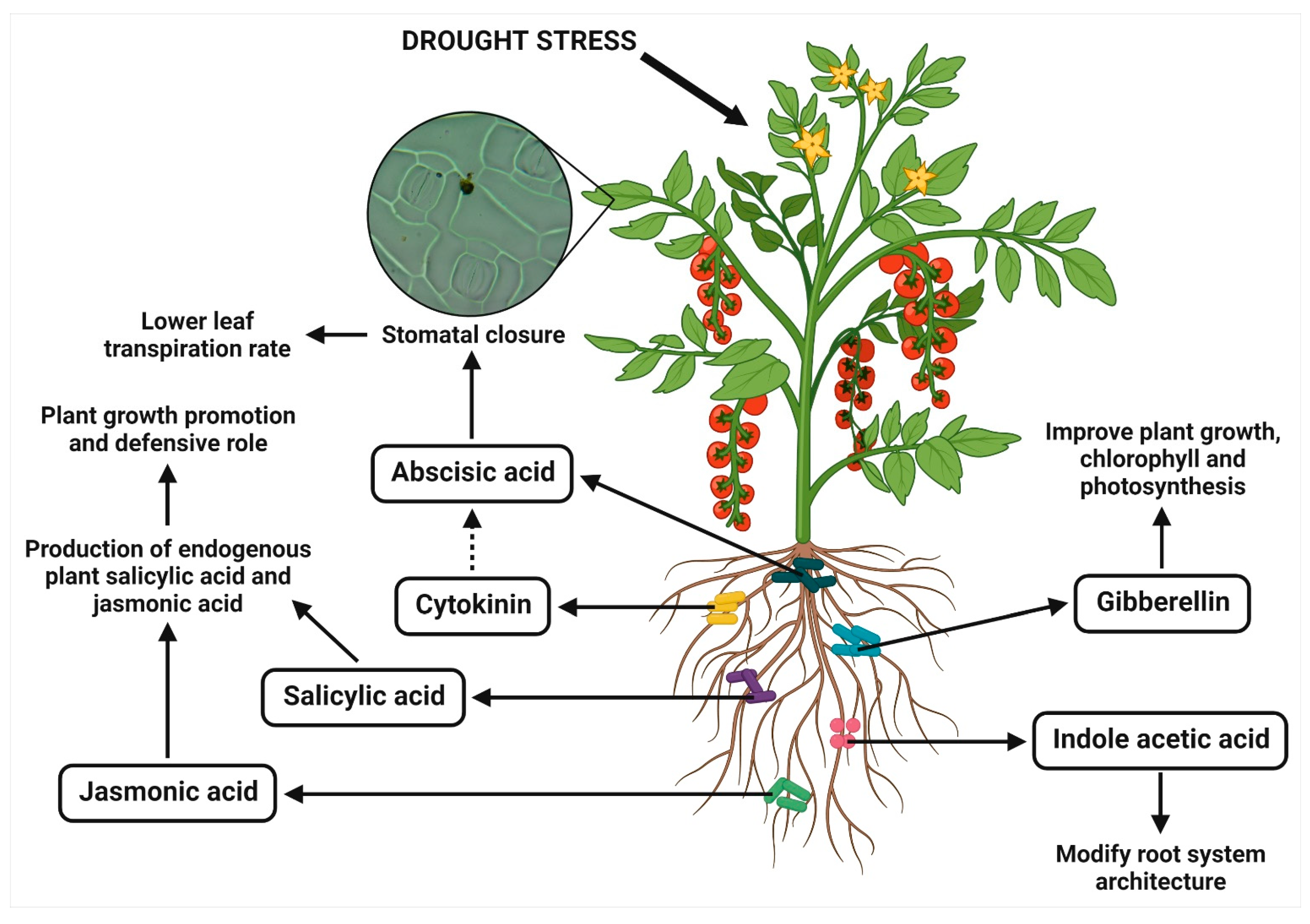 Antioxidants 11 01763 g002