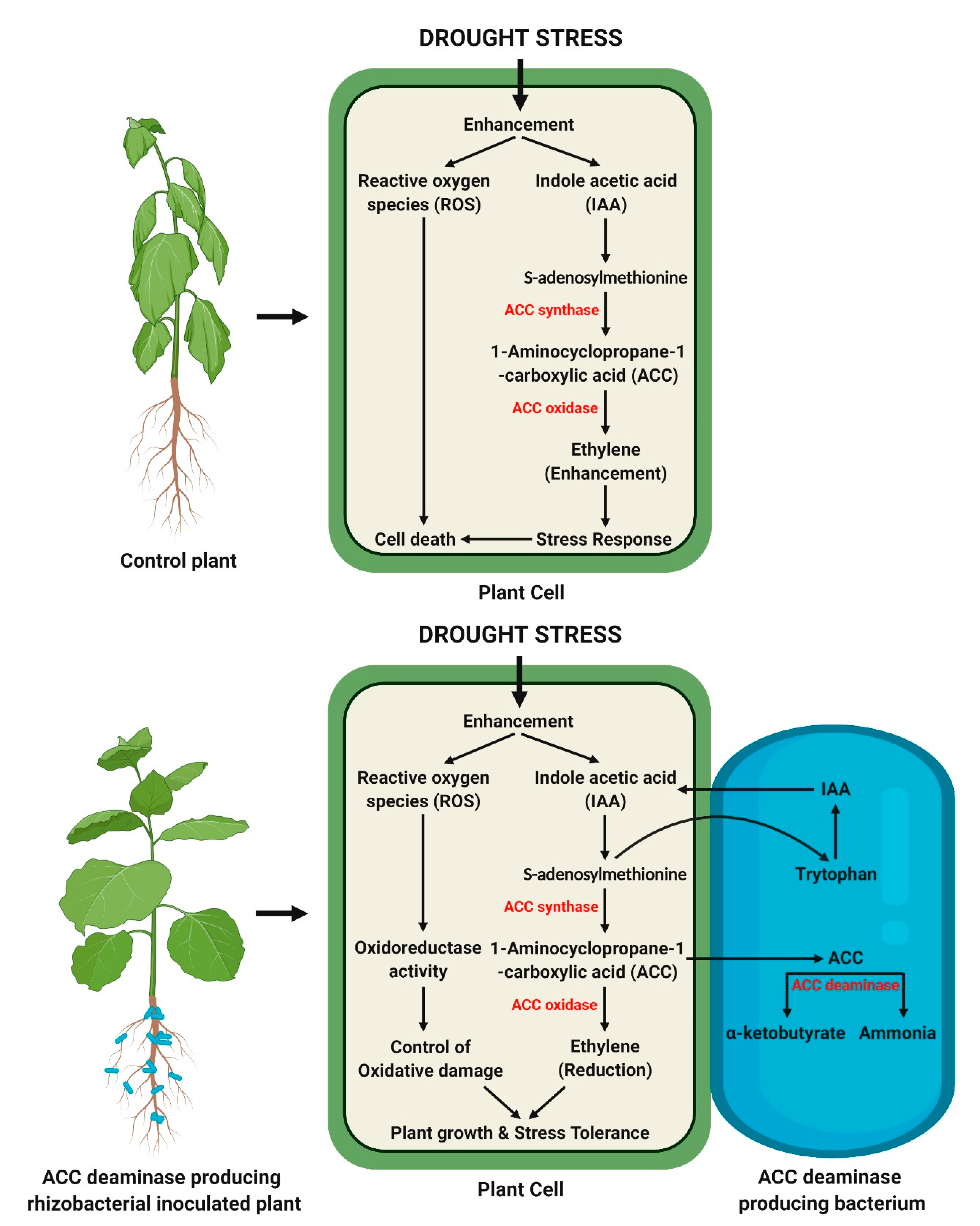 Antioxidants 11 01763 g004