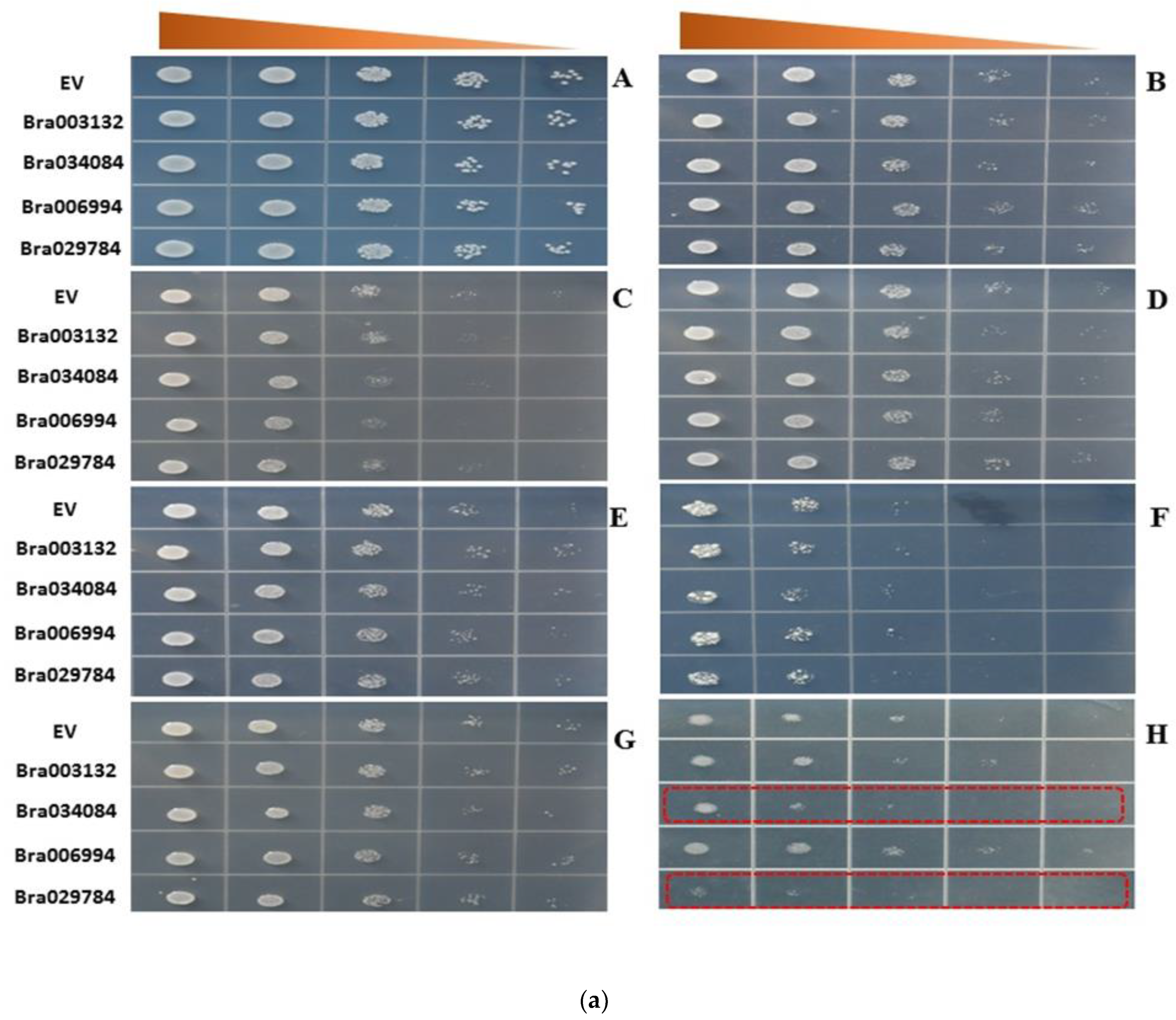 Antioxidants 11 01782 g007a