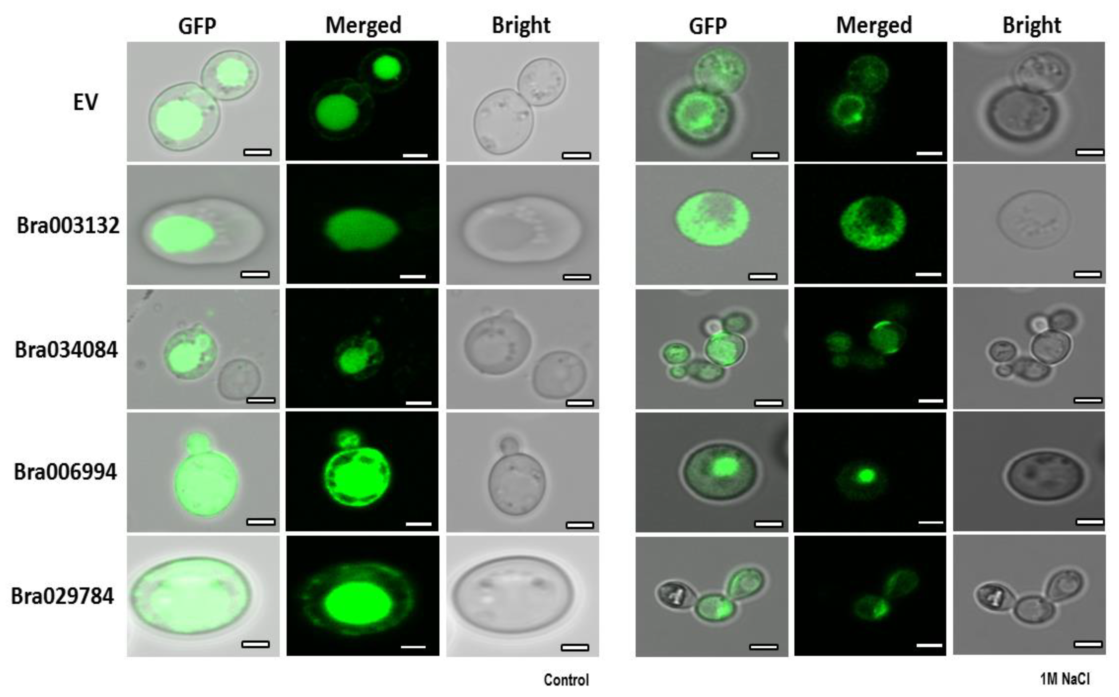 Antioxidants 11 01782 g009