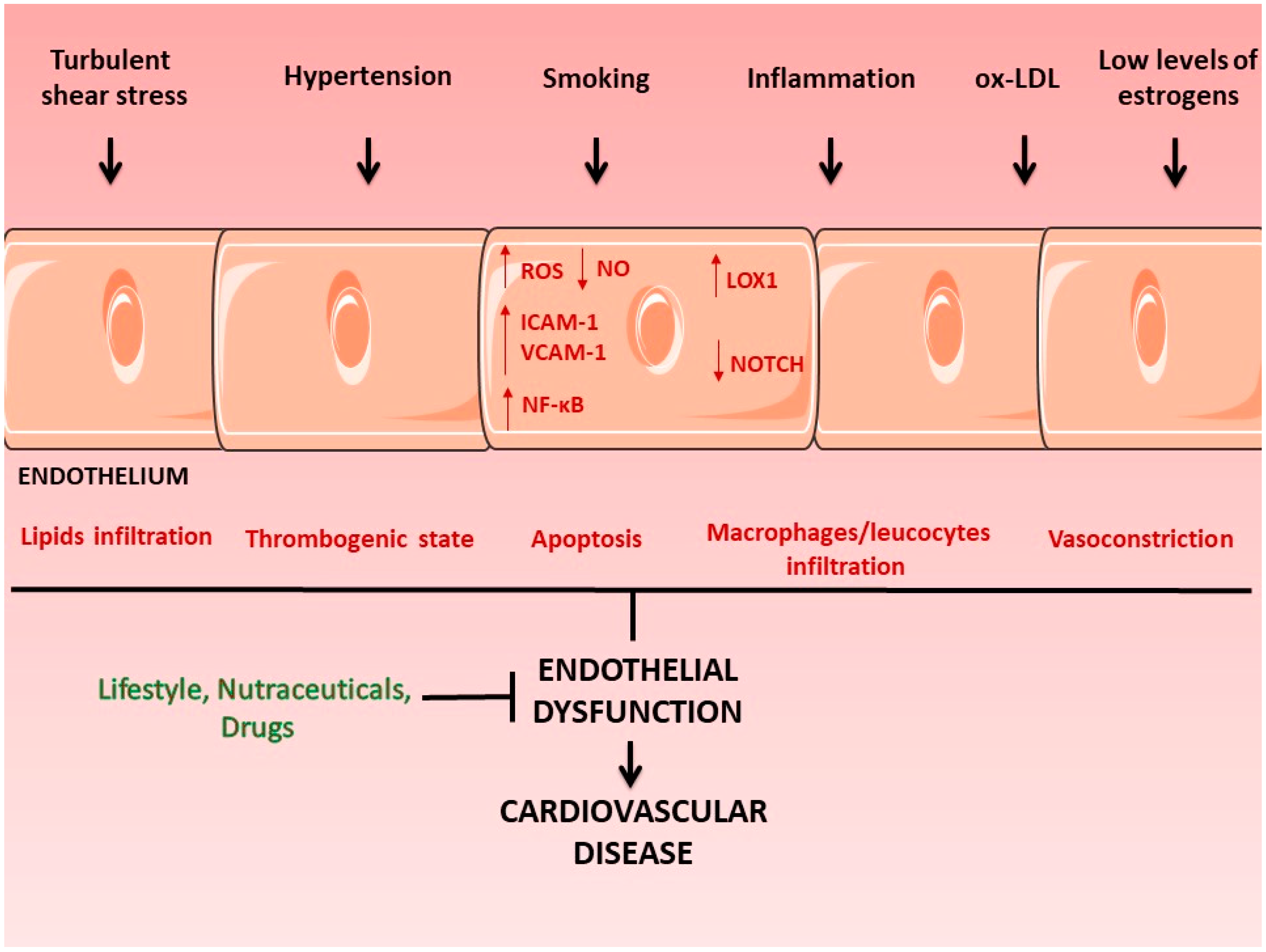 Antioxidants 11 01786 g001