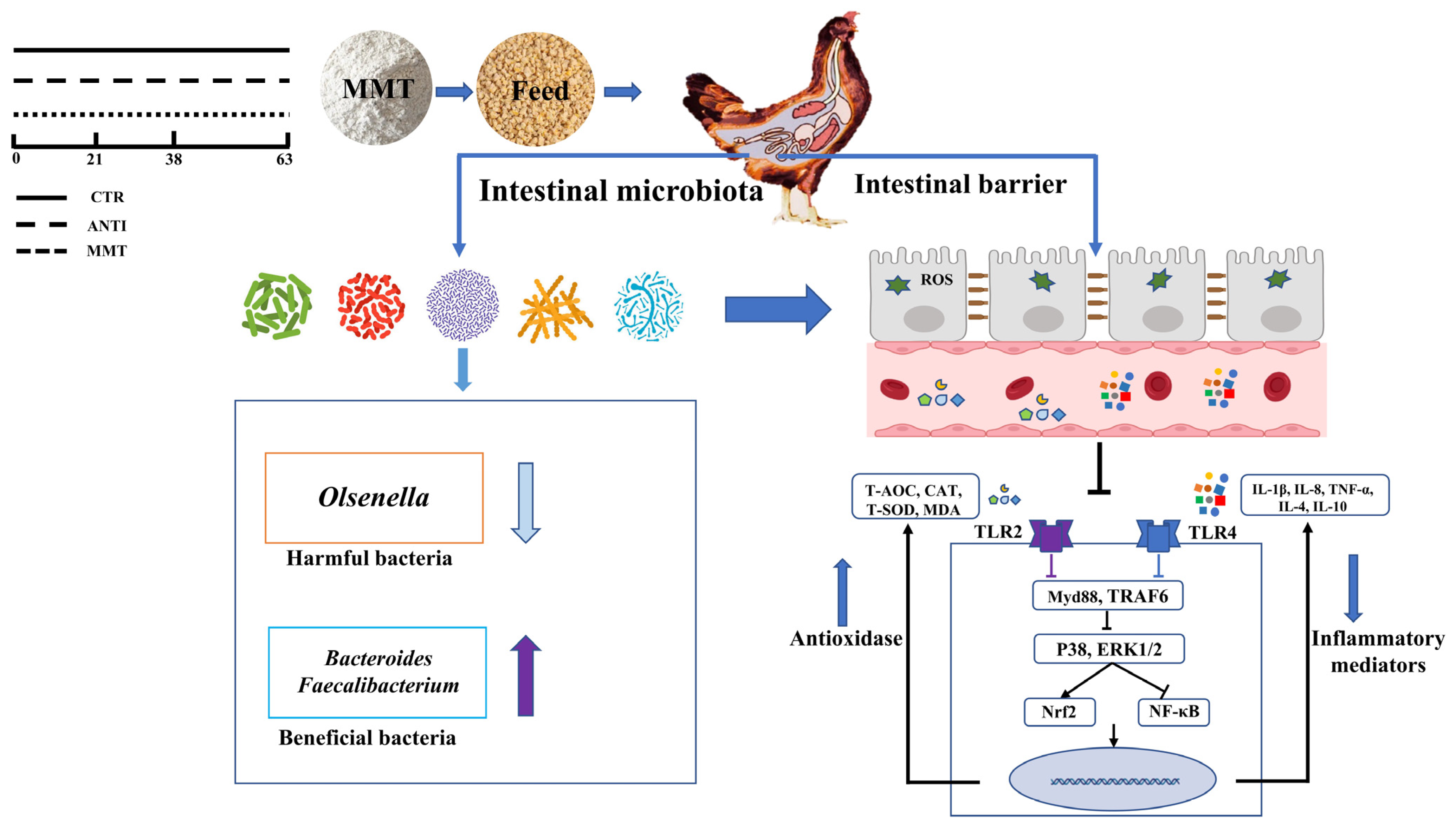 Antioxidants 11 01799 g013