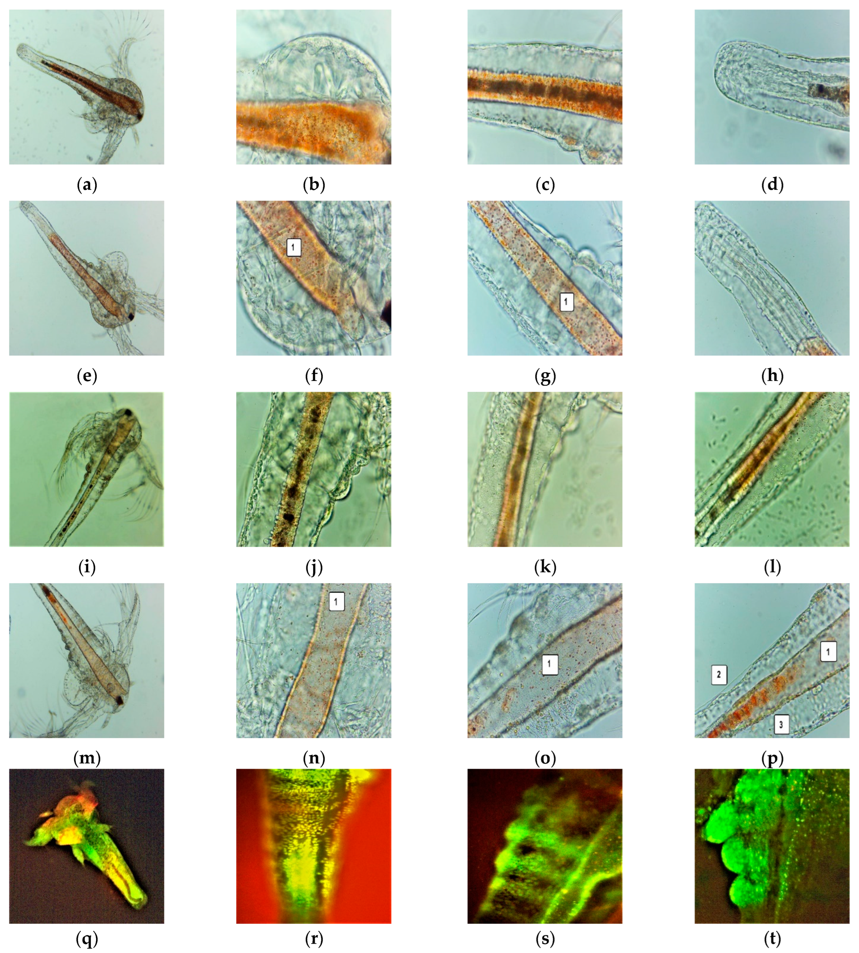 Antioxidants 11 01801 g003a