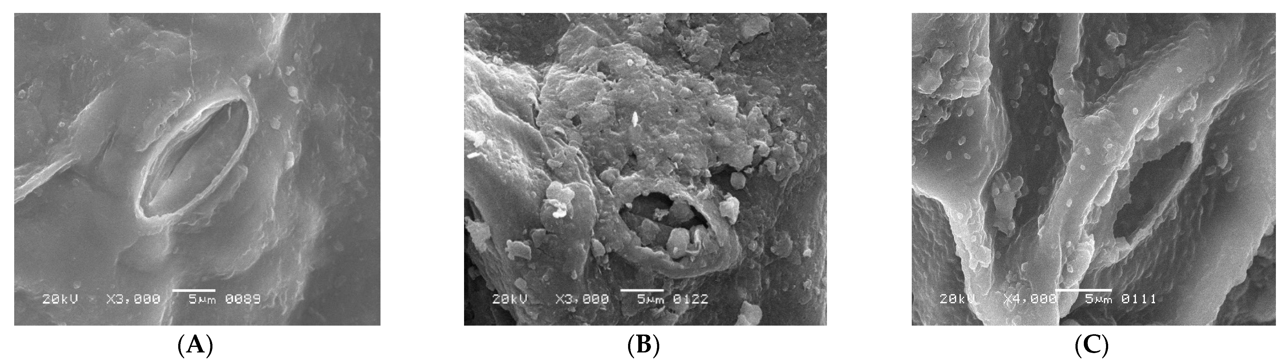Antioxidants 11 01802 g001
