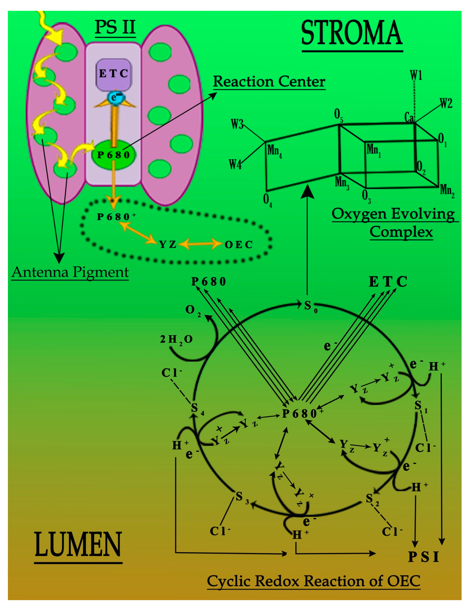 Antioxidants 11 01802 g004