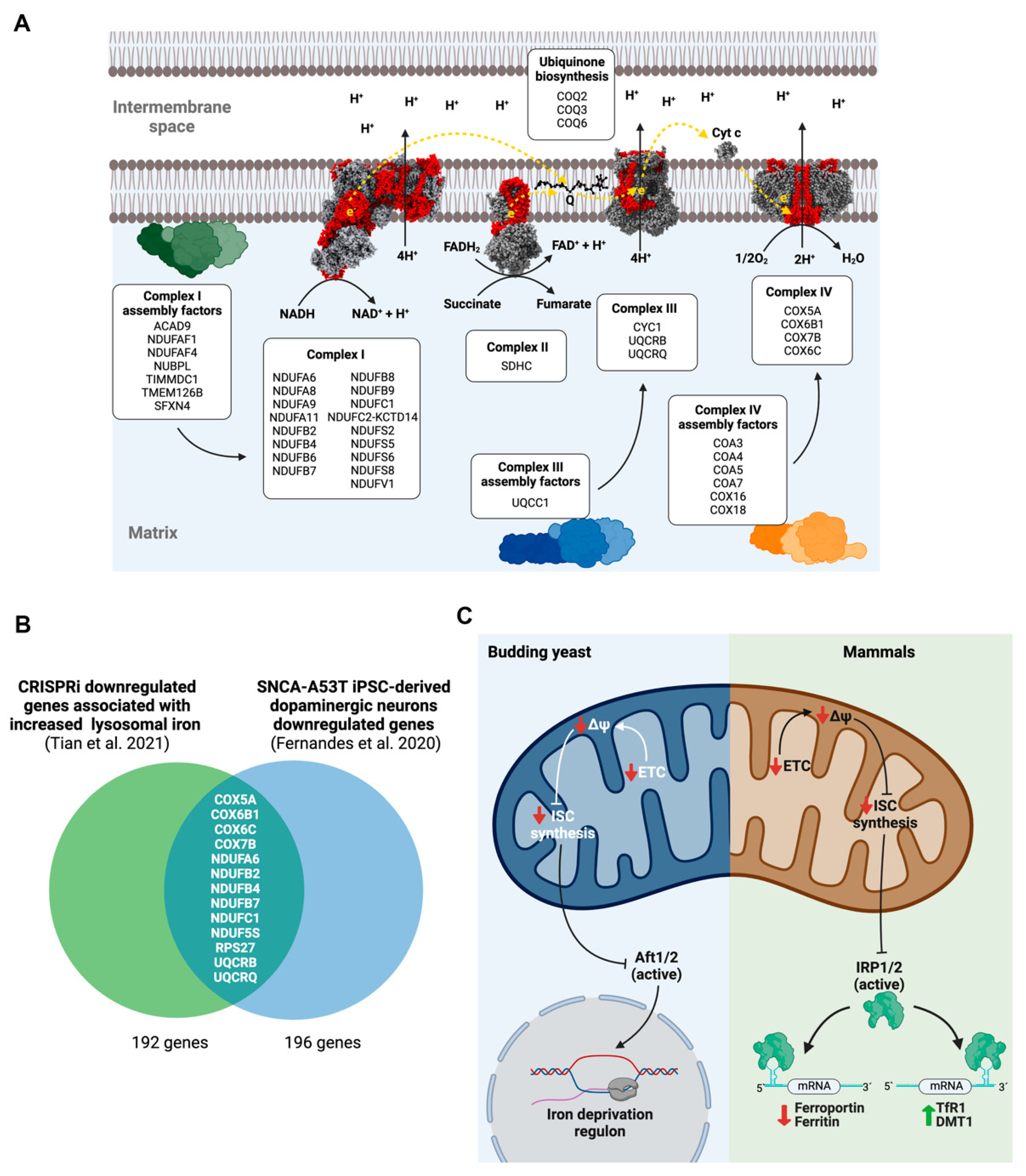 Antioxidants 11 01807 g001