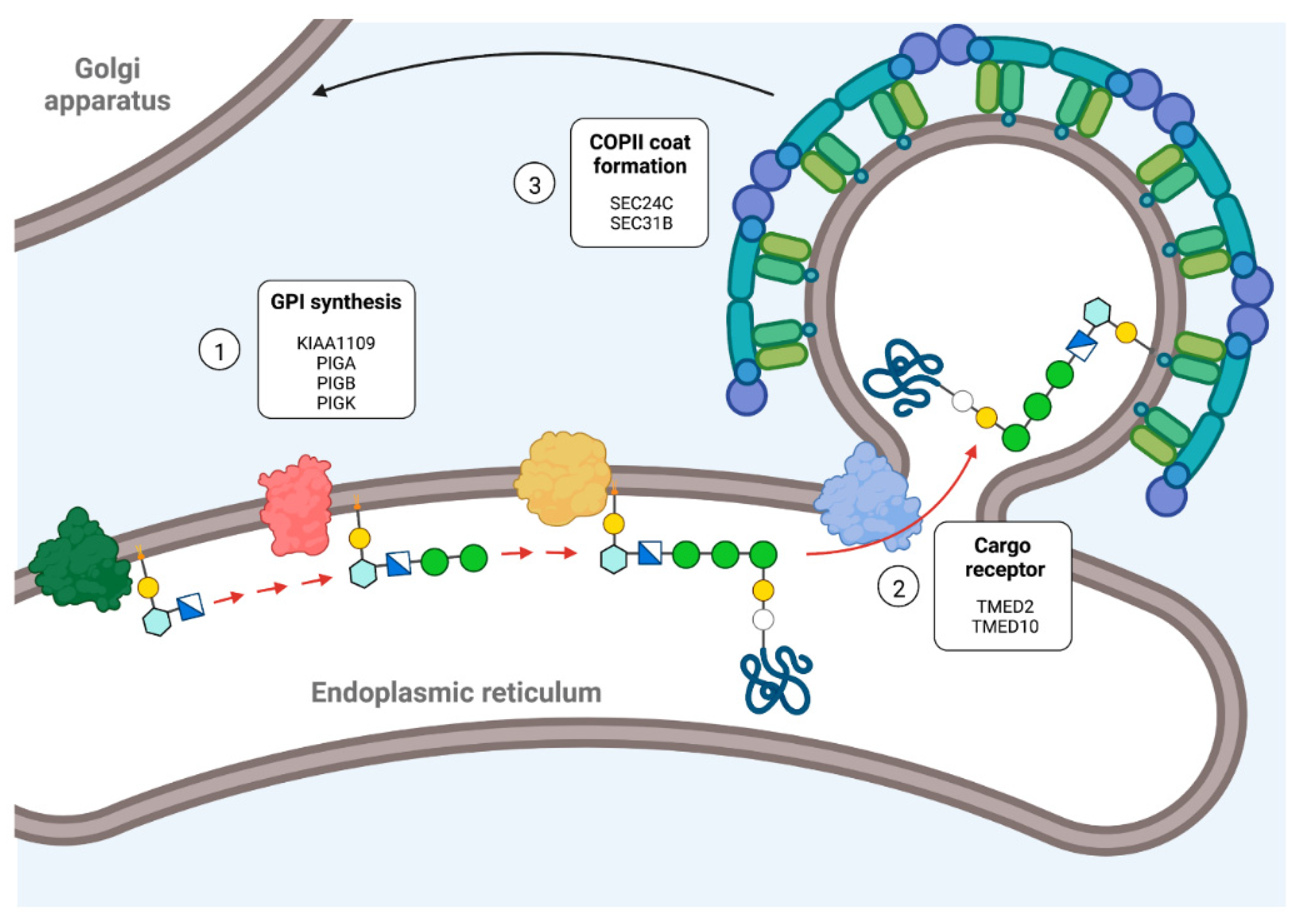 Antioxidants 11 01807 g003