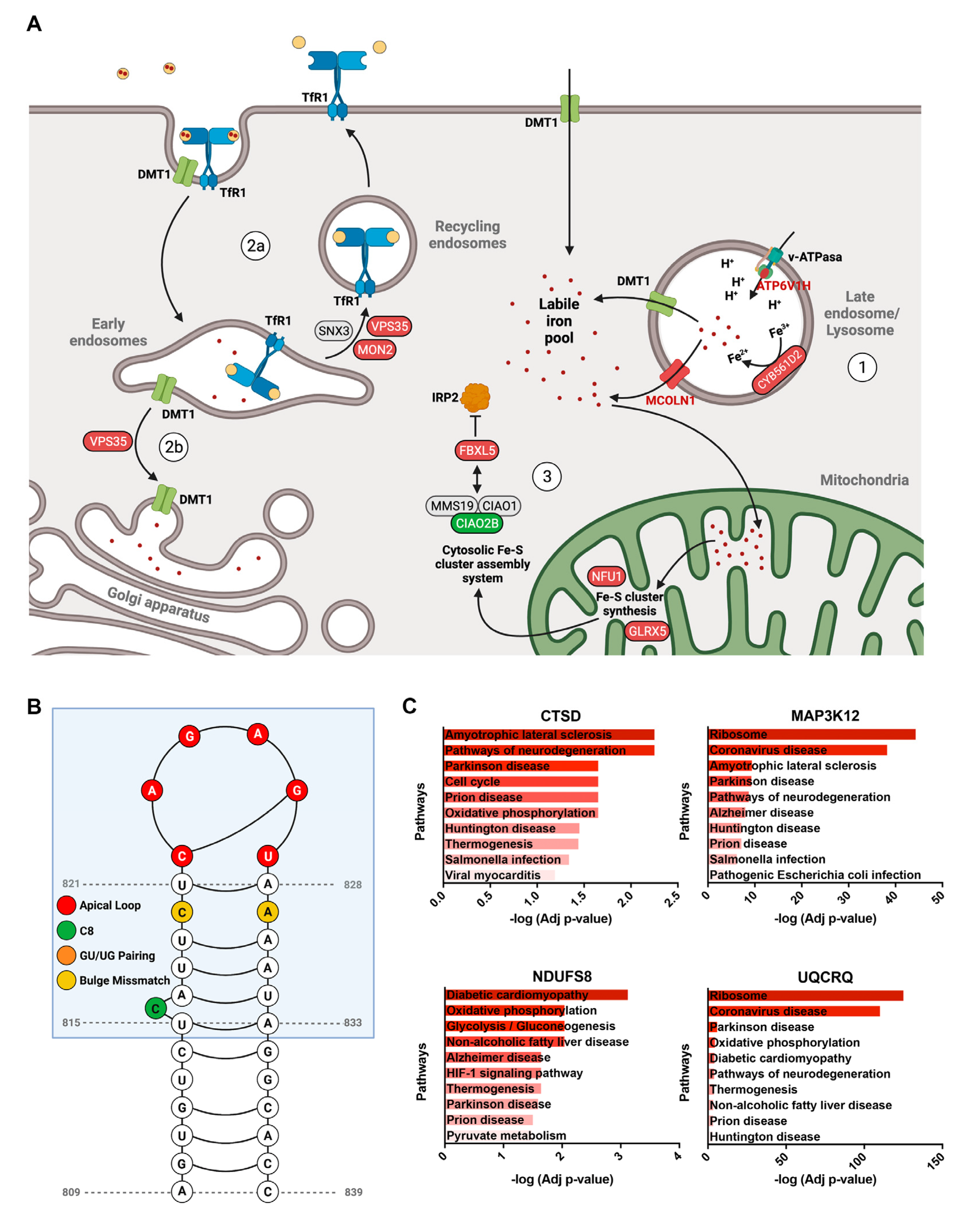 Antioxidants 11 01807 g004