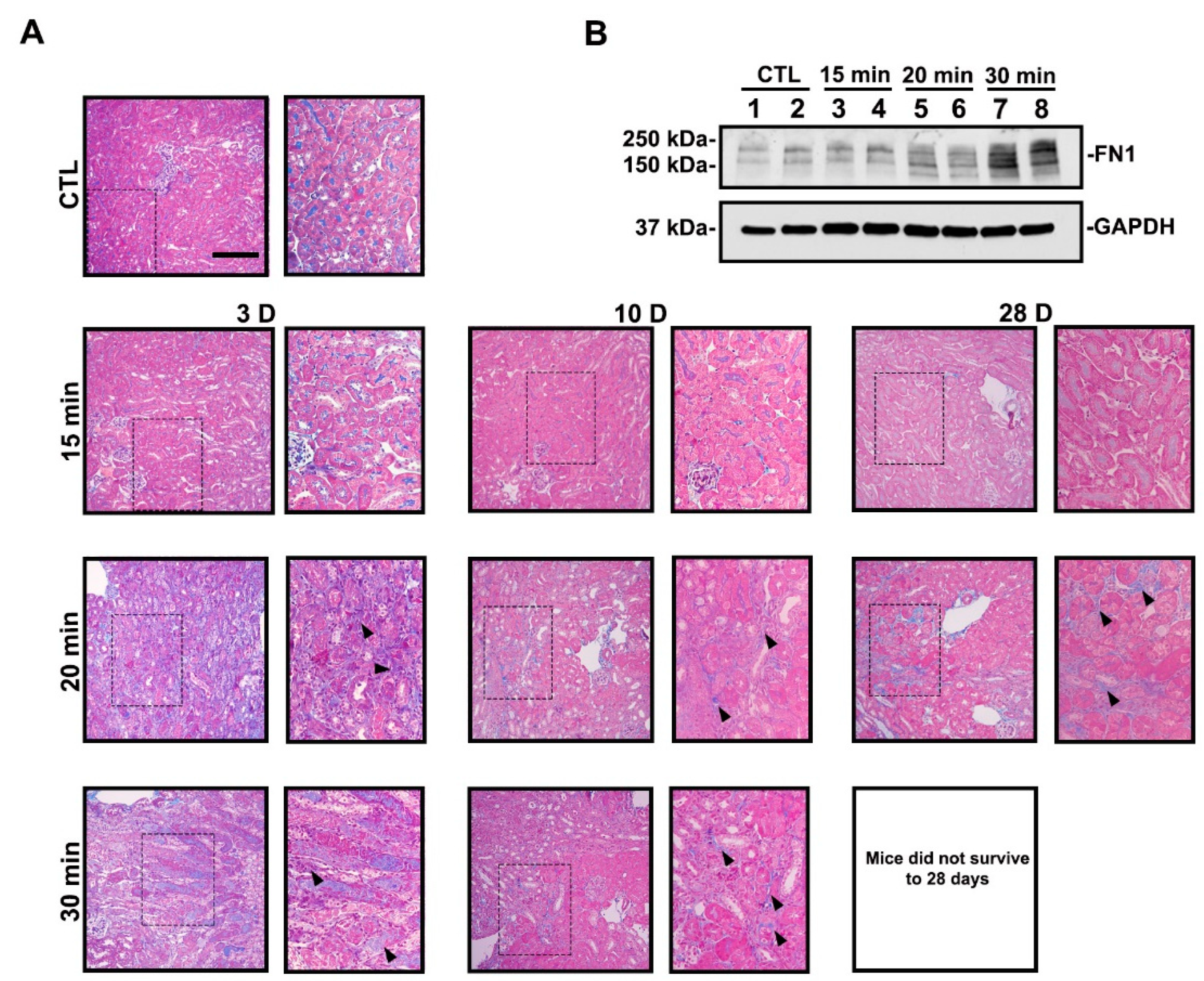 Antioxidants 11 01810 g002