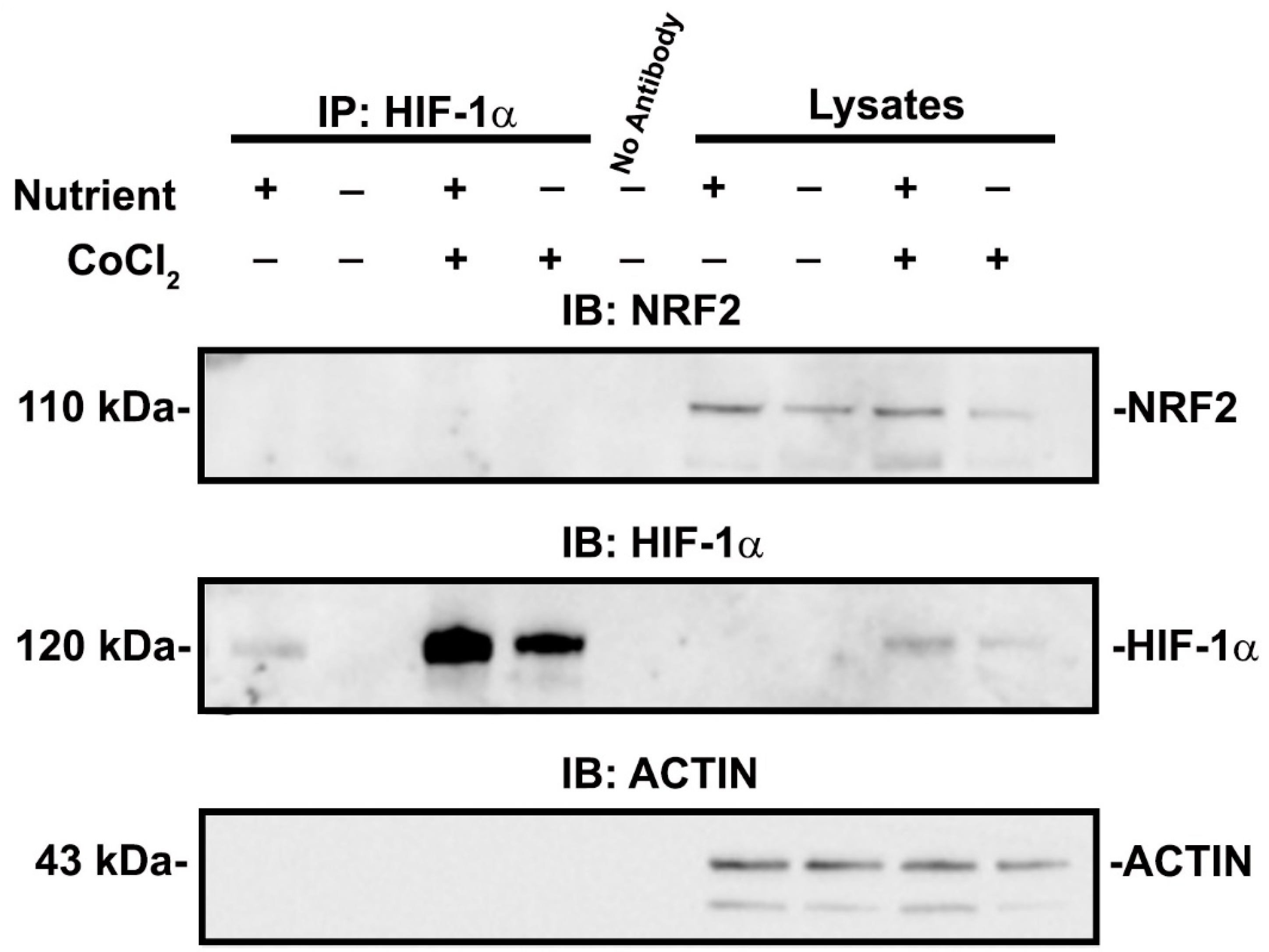 Antioxidants 11 01810 g008