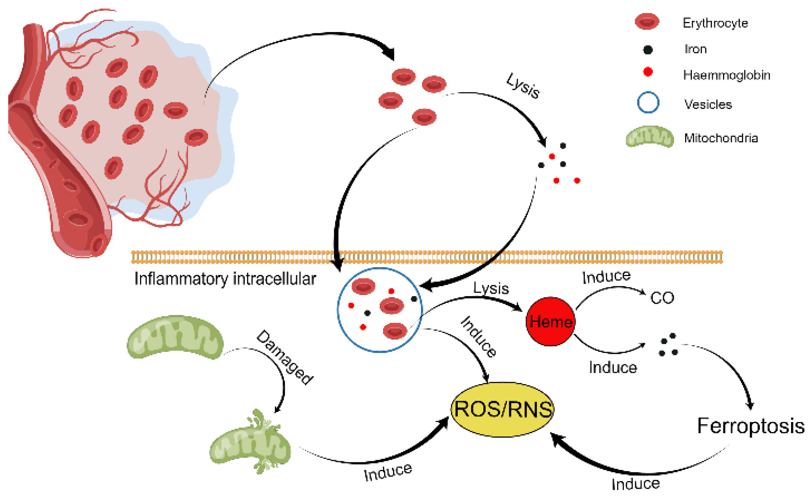 Antioxidants 11 01811 g002