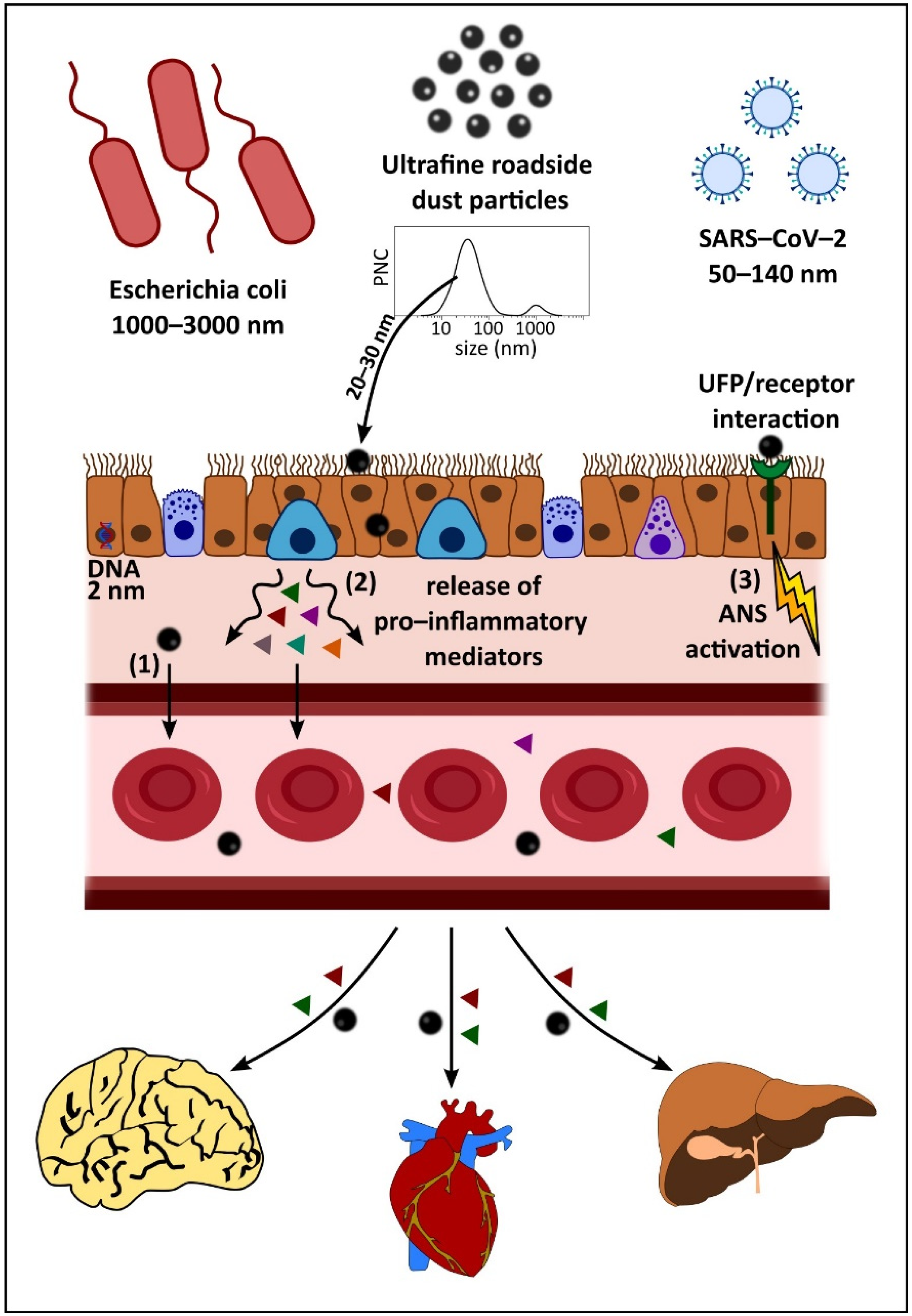 Antioxidants 11 01814 g001