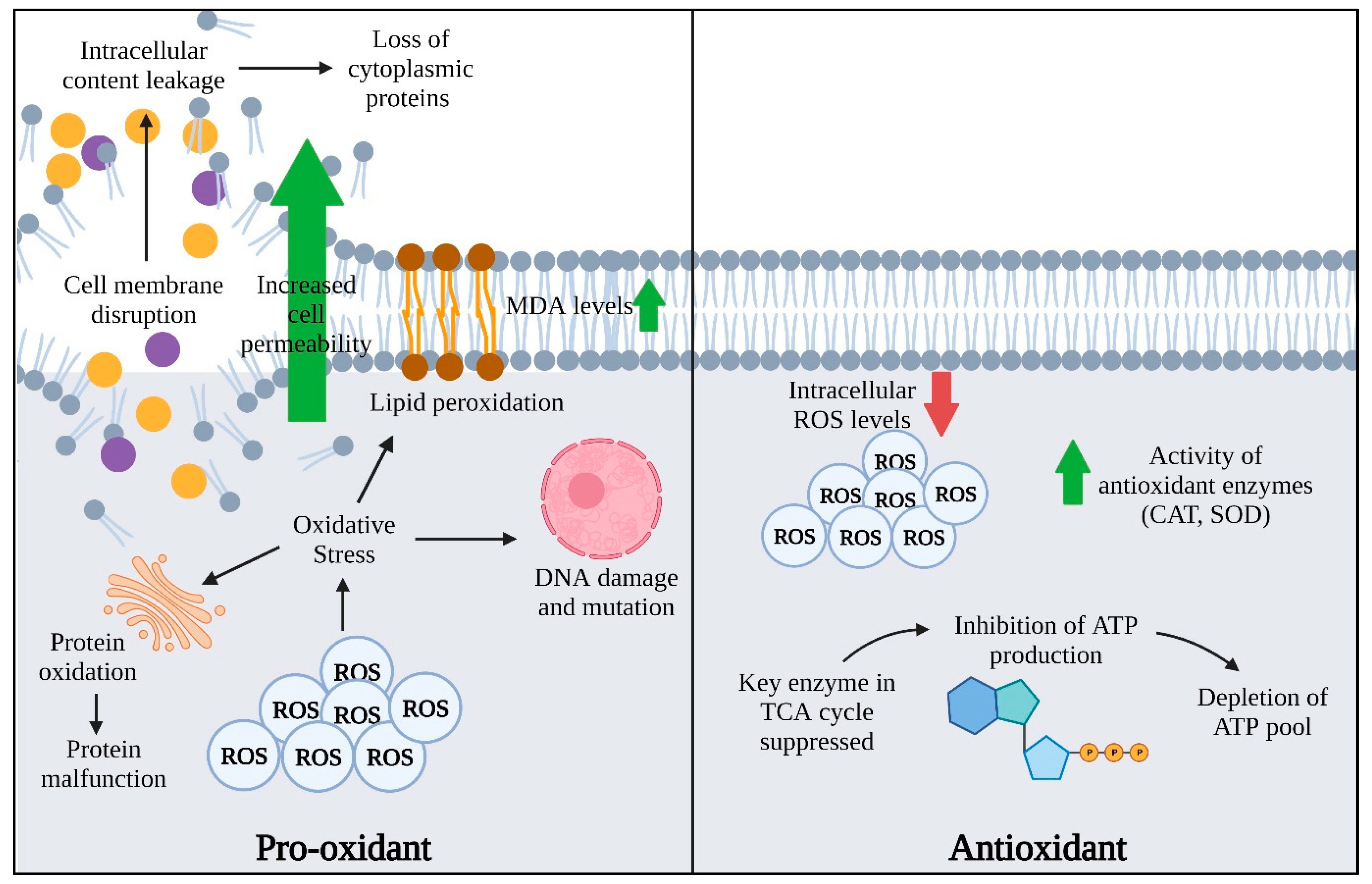 Antioxidants 11 01819 g001