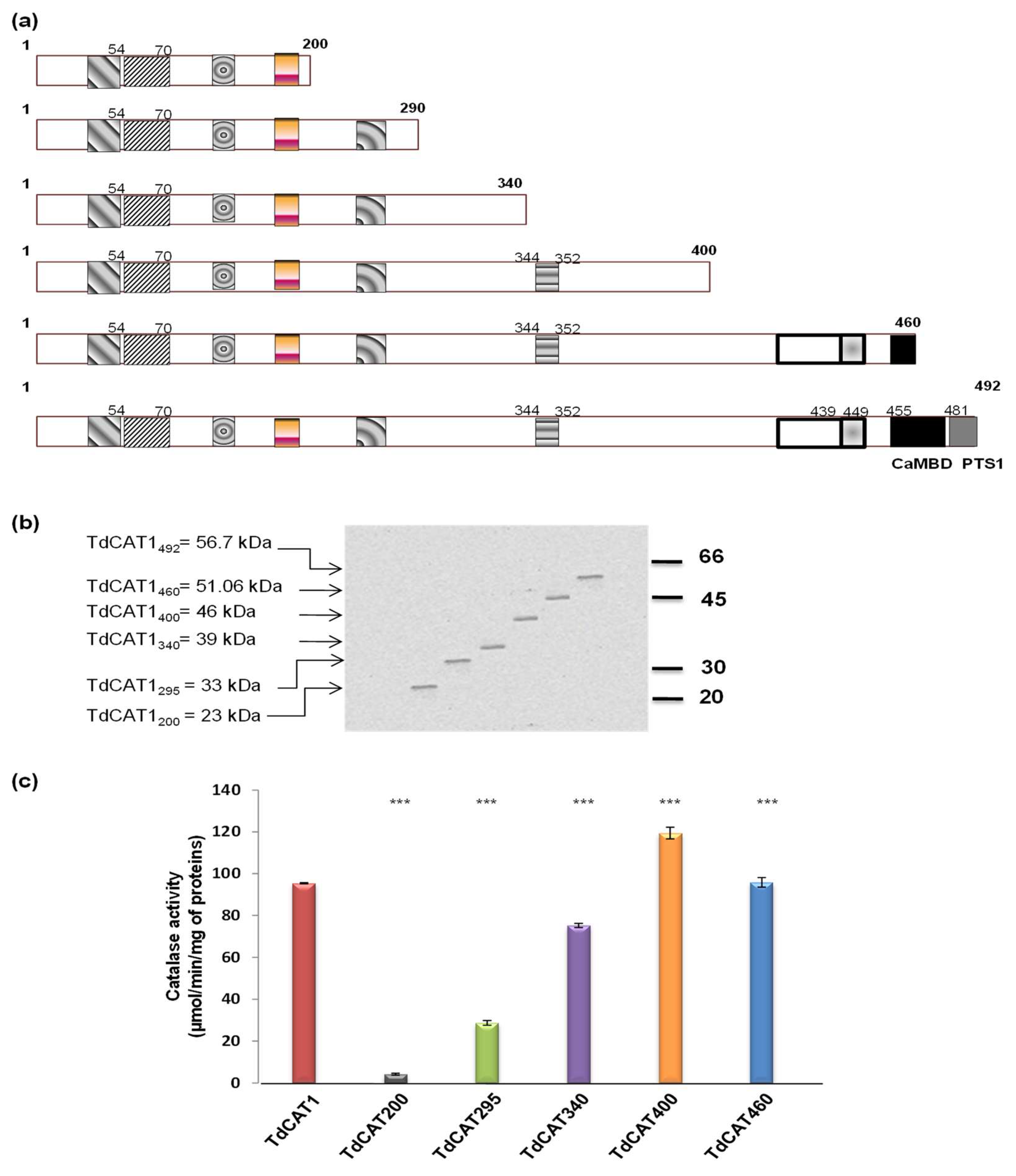 Antioxidants 11 01820 g003