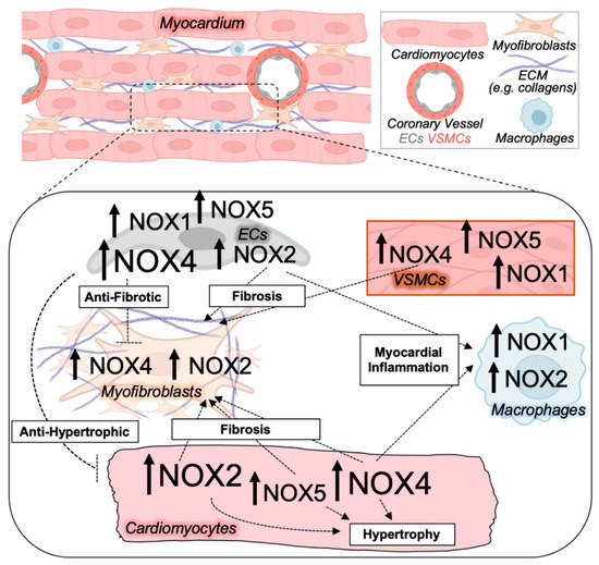 Antioxidants 11 01822 g001
