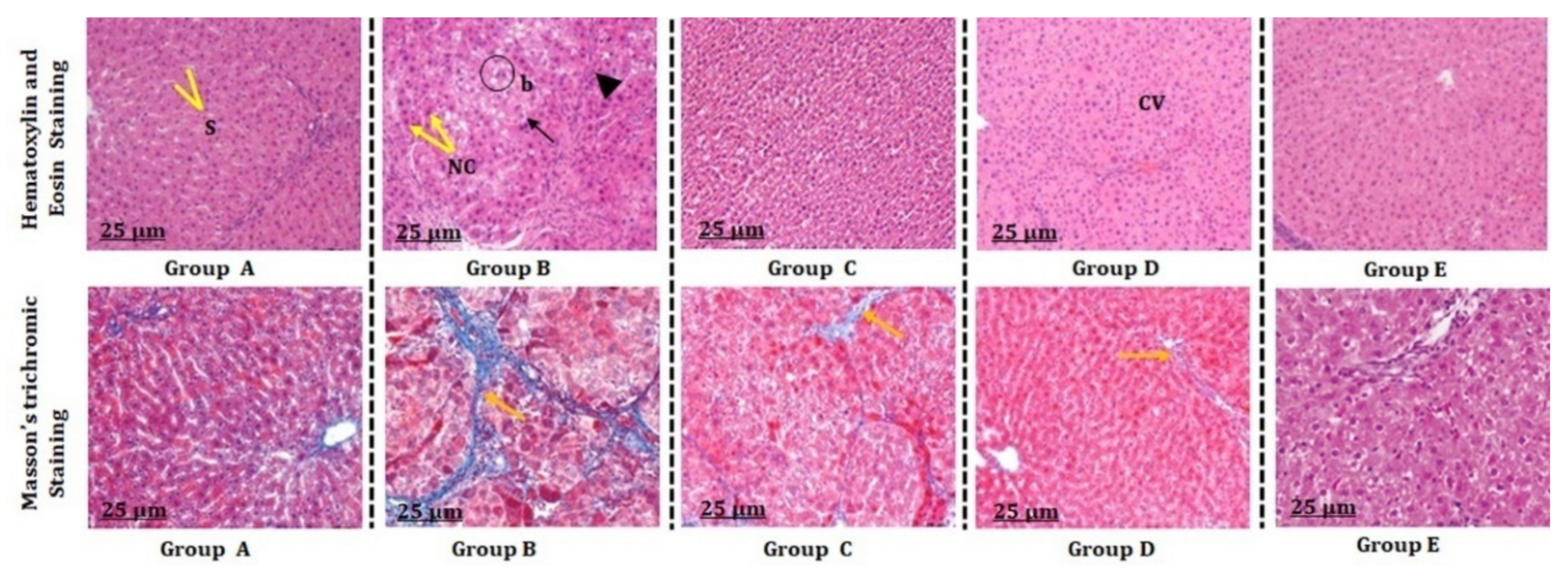 Antioxidants 11 01824 g003
