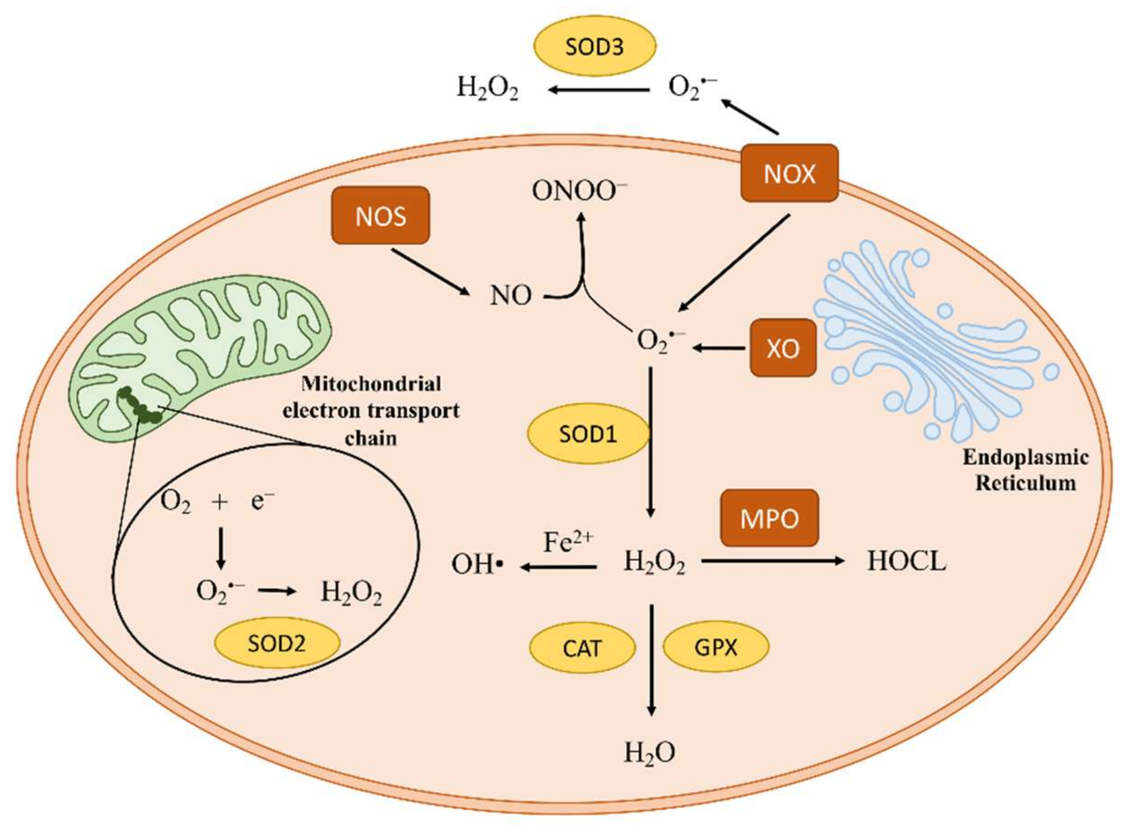 Antioxidants 11 01829 g001