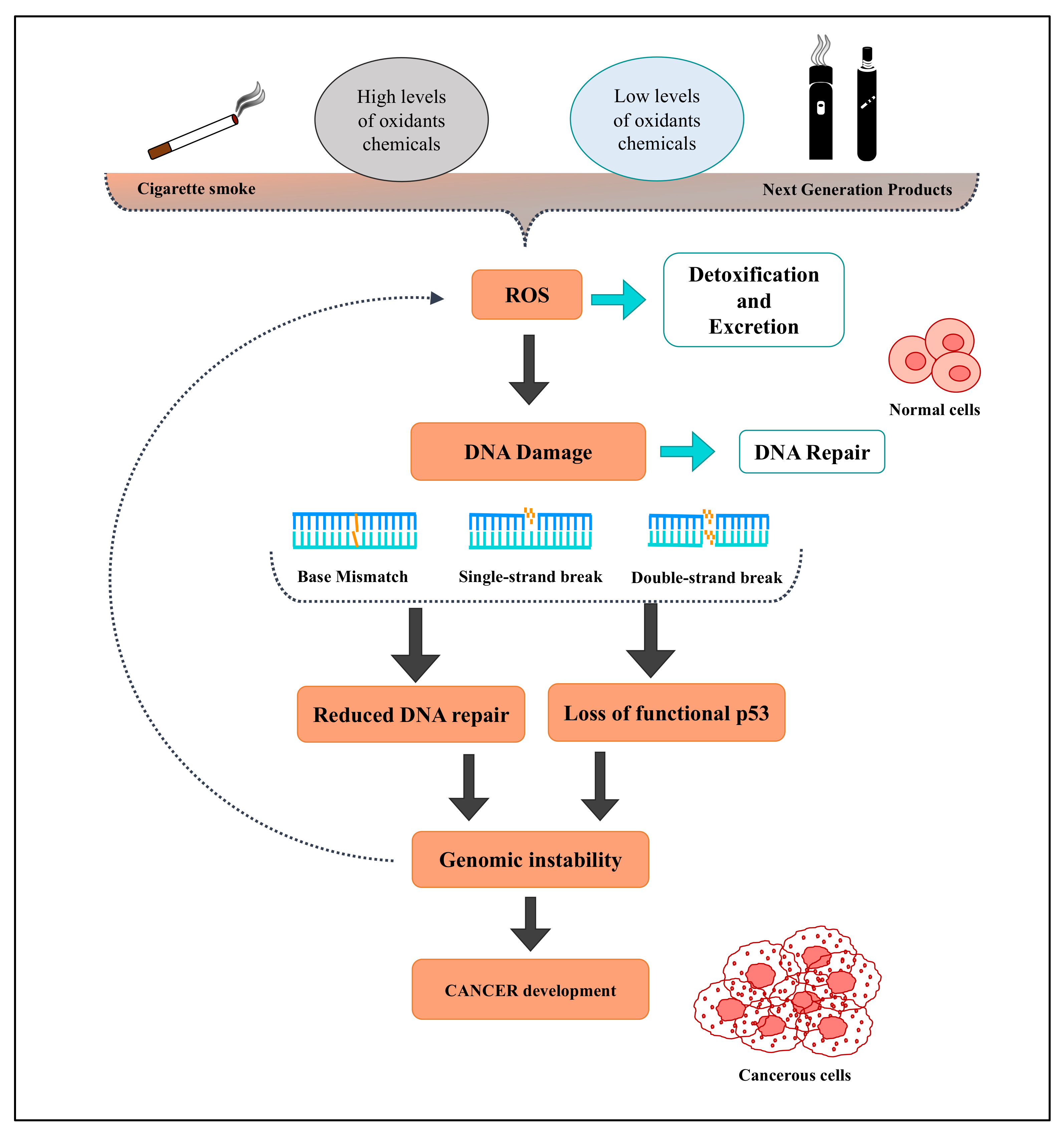 Antioxidants 11 01829 g005