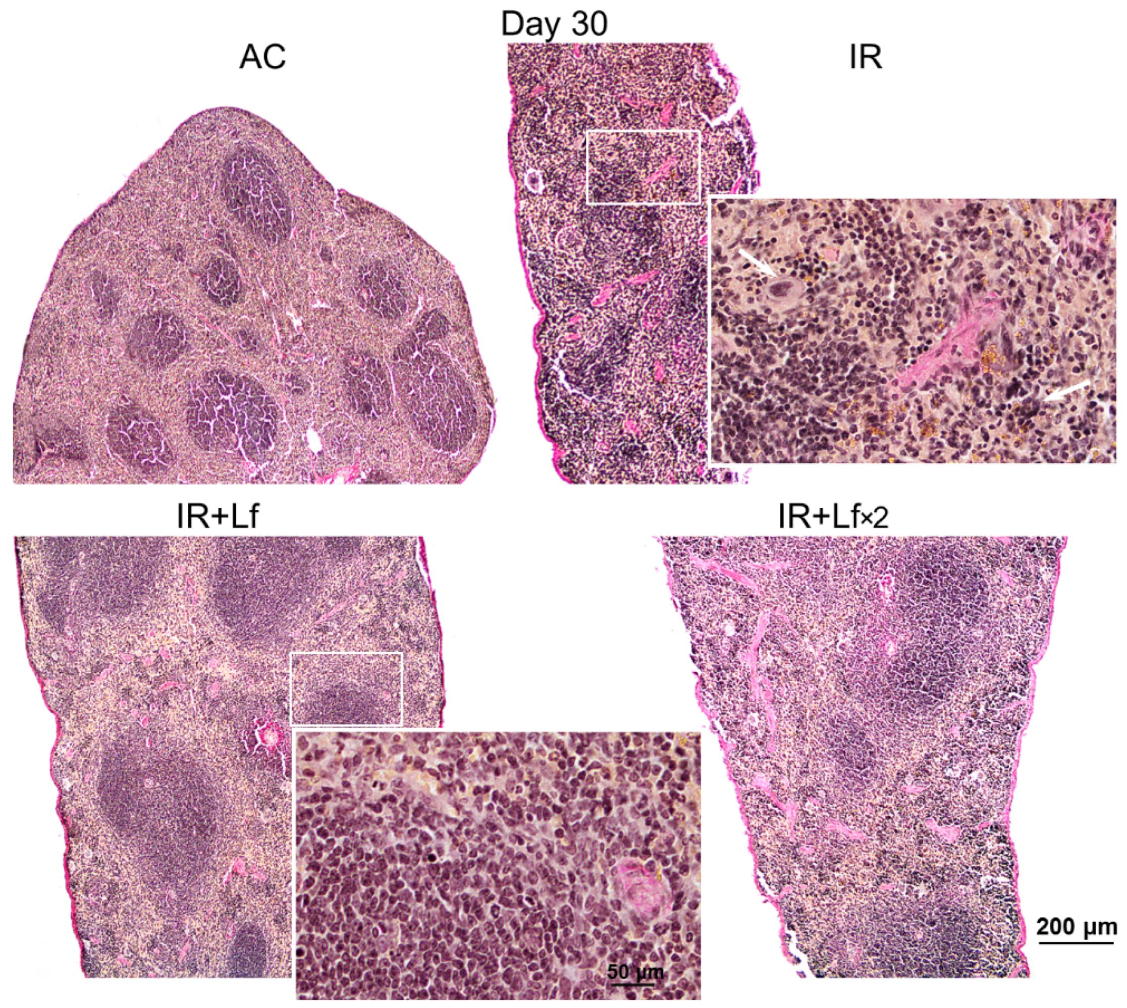 Antioxidants 11 01833 g012