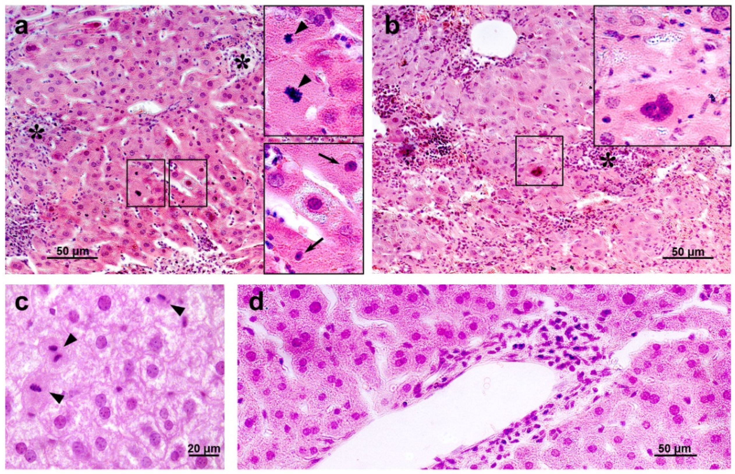 Antioxidants 11 01833 g014