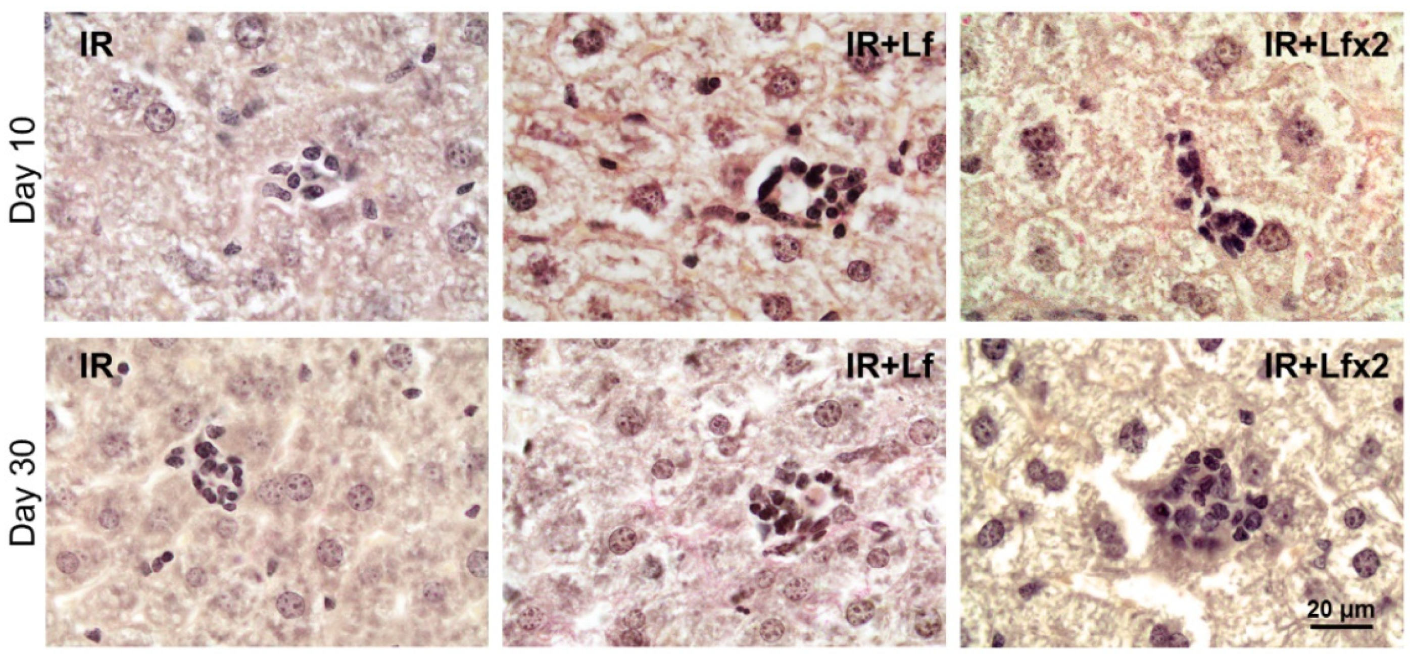 Antioxidants 11 01833 g015