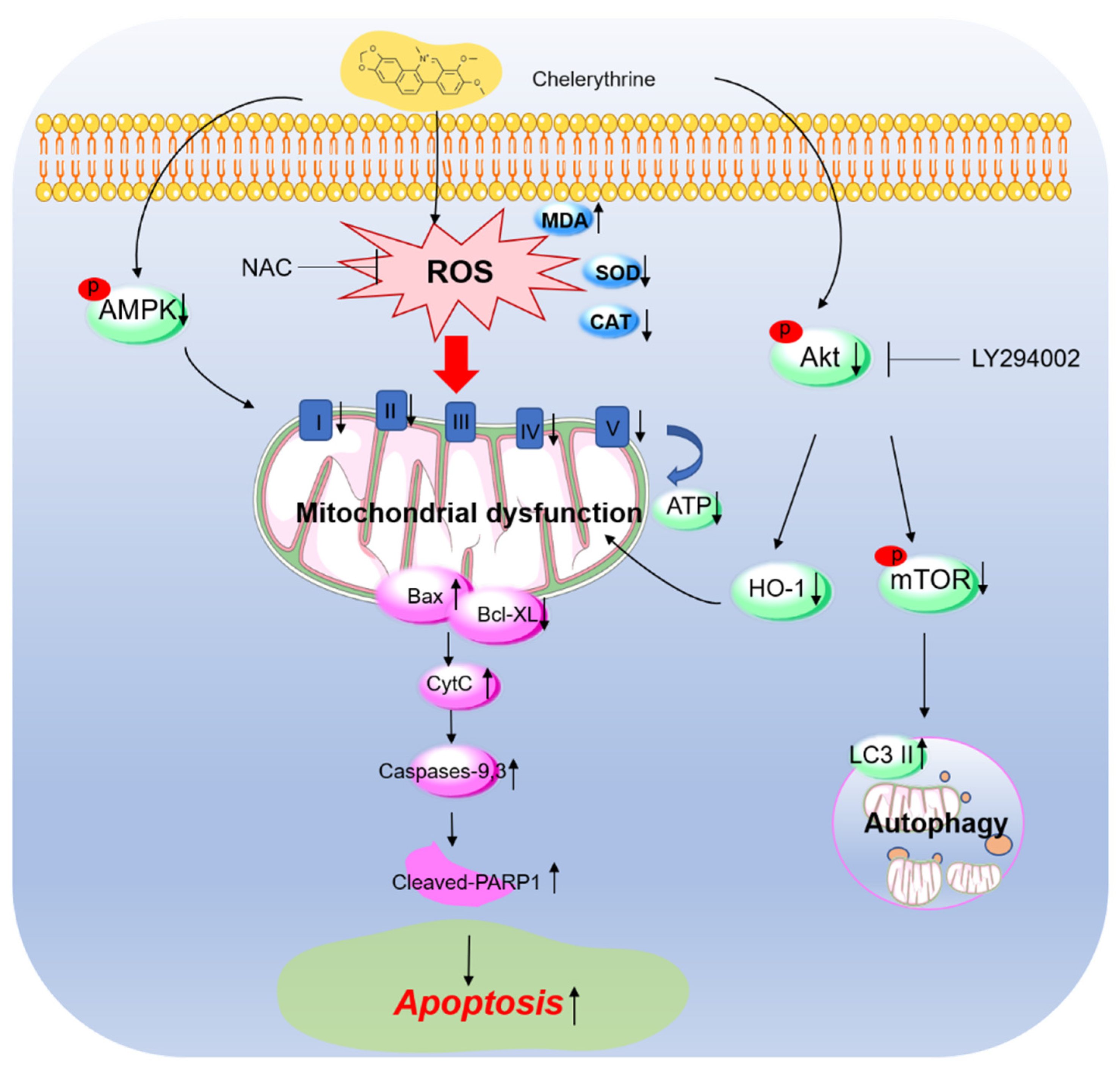 Antioxidants 11 01837 g008