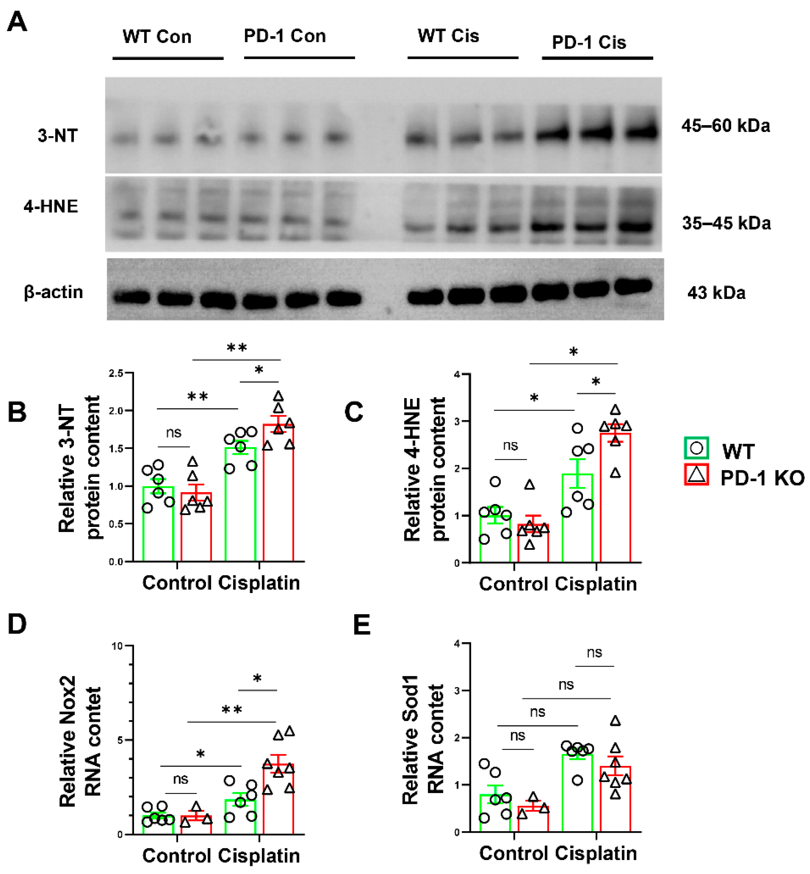 Antioxidants 11 01839 g006