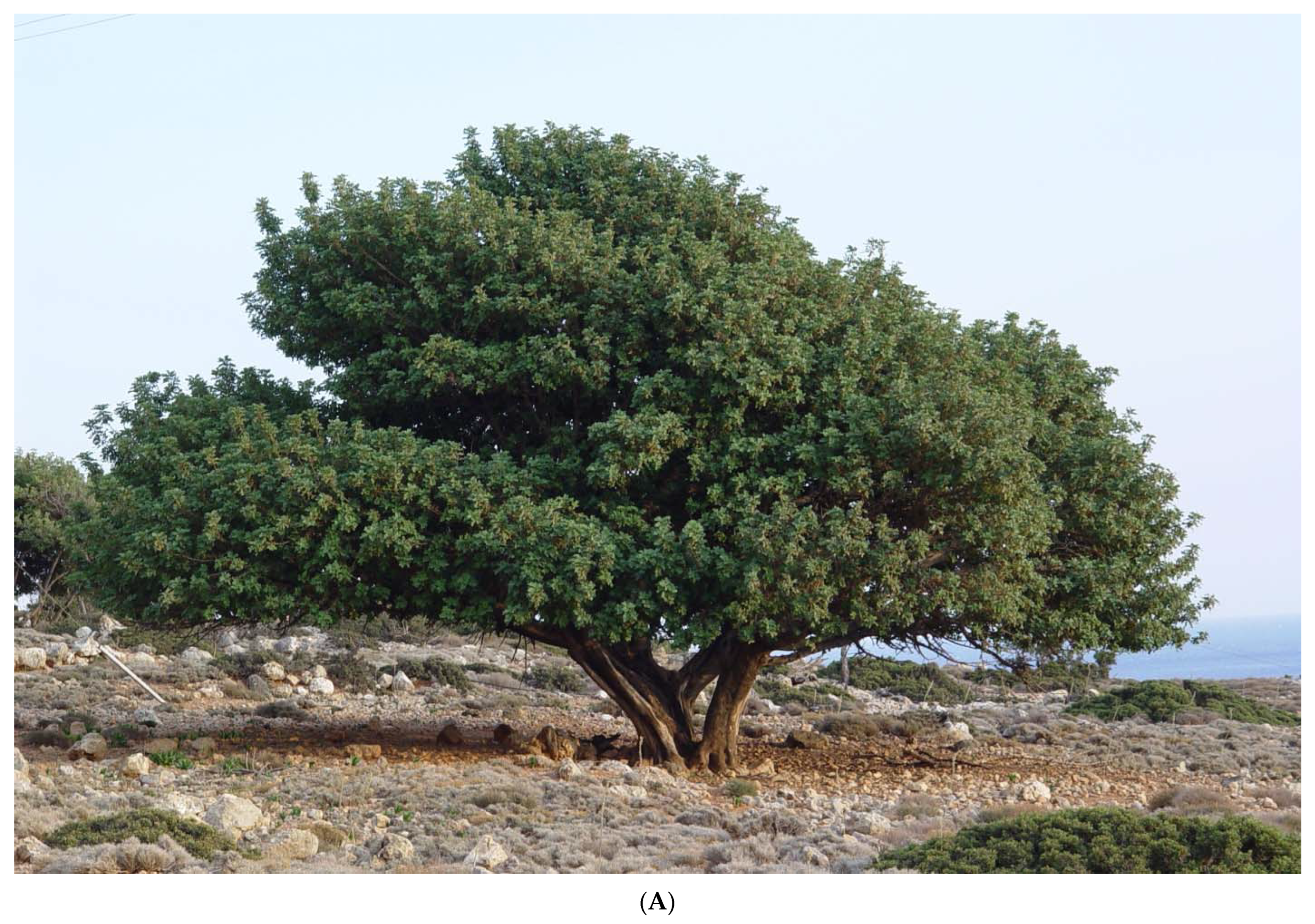 Antioxidants 11 01840 g001a