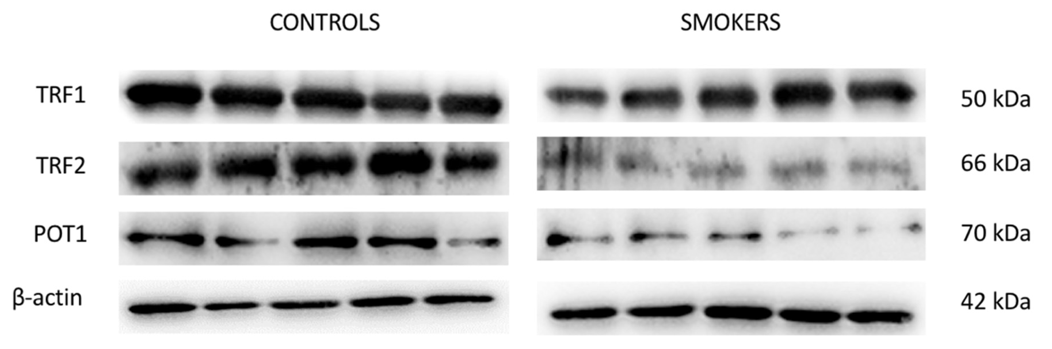 Antioxidants 11 01841 g003