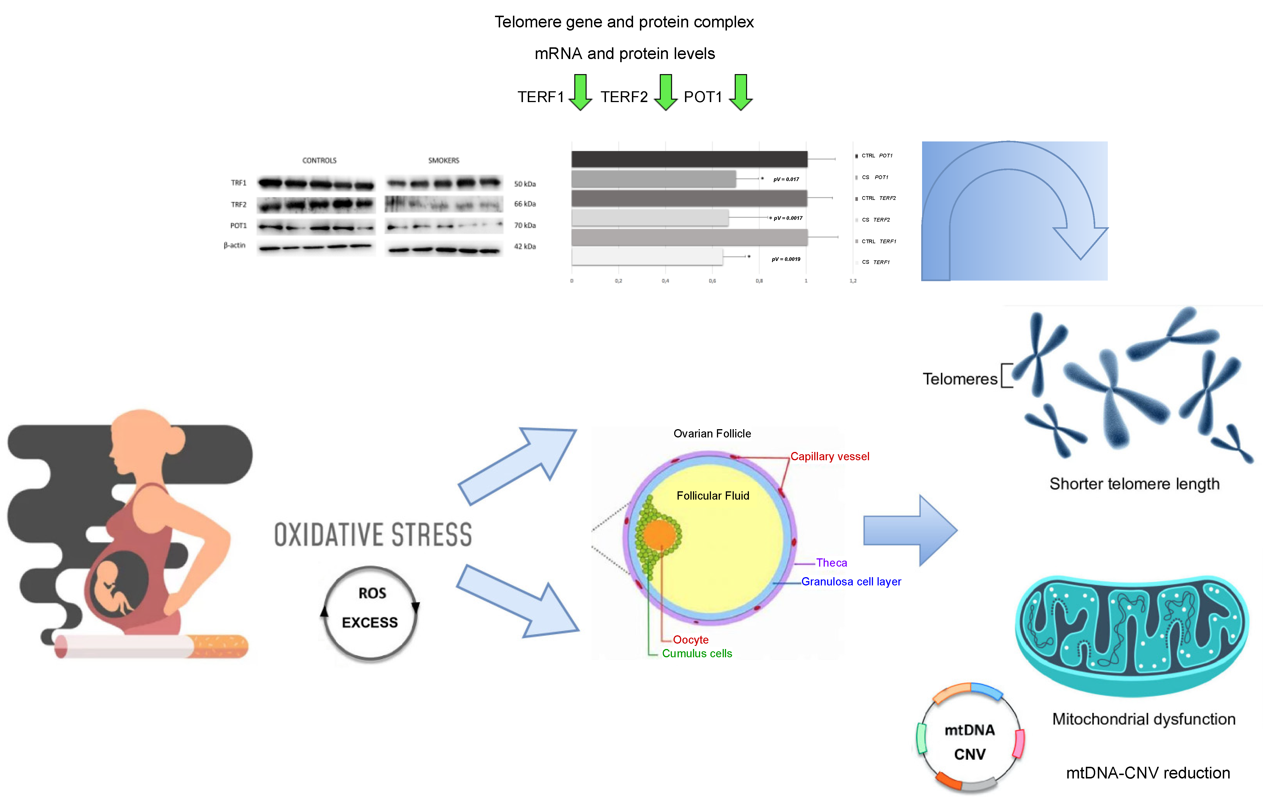 Antioxidants 11 01841 g005