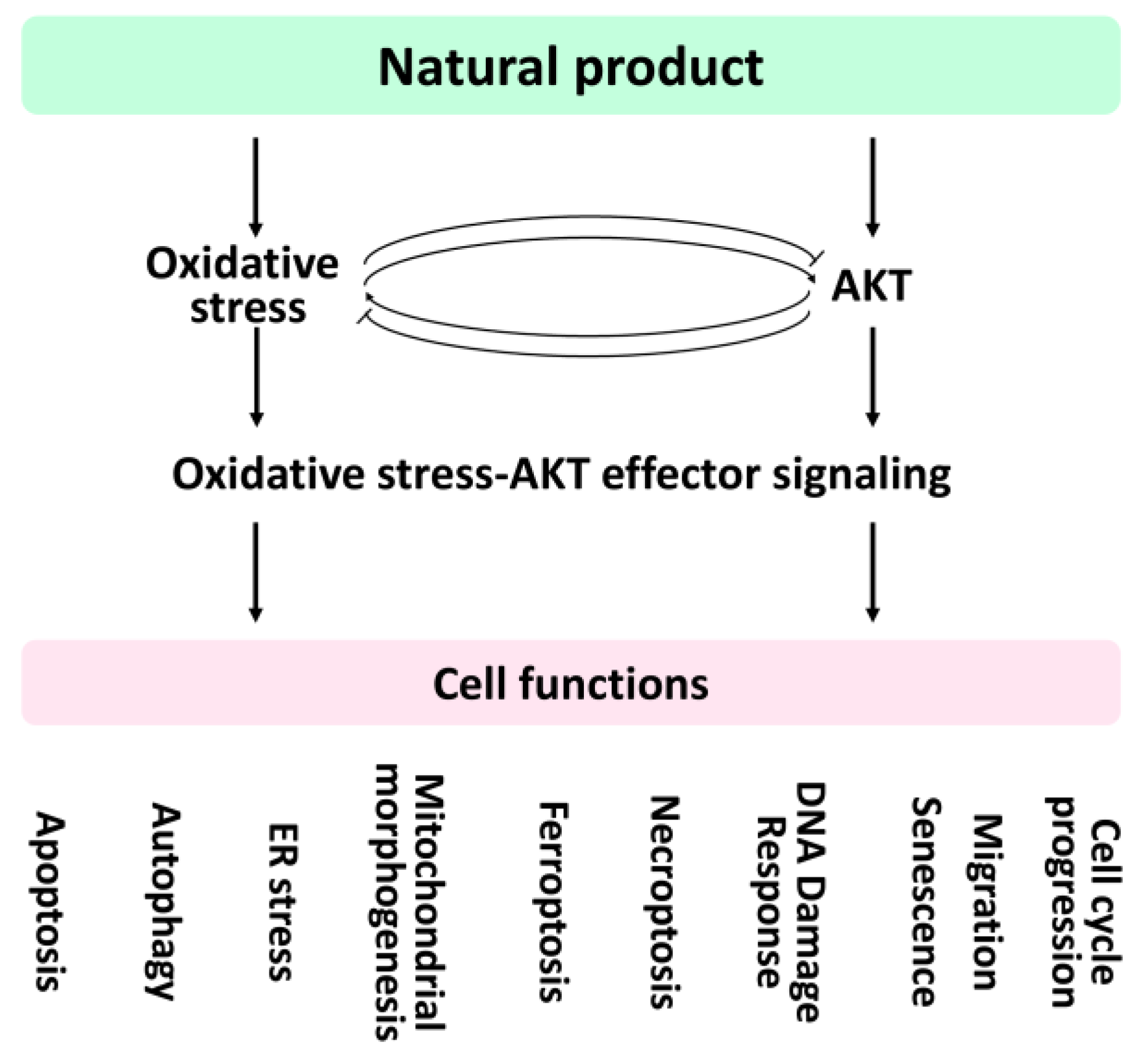 Antioxidants 11 01845 g002