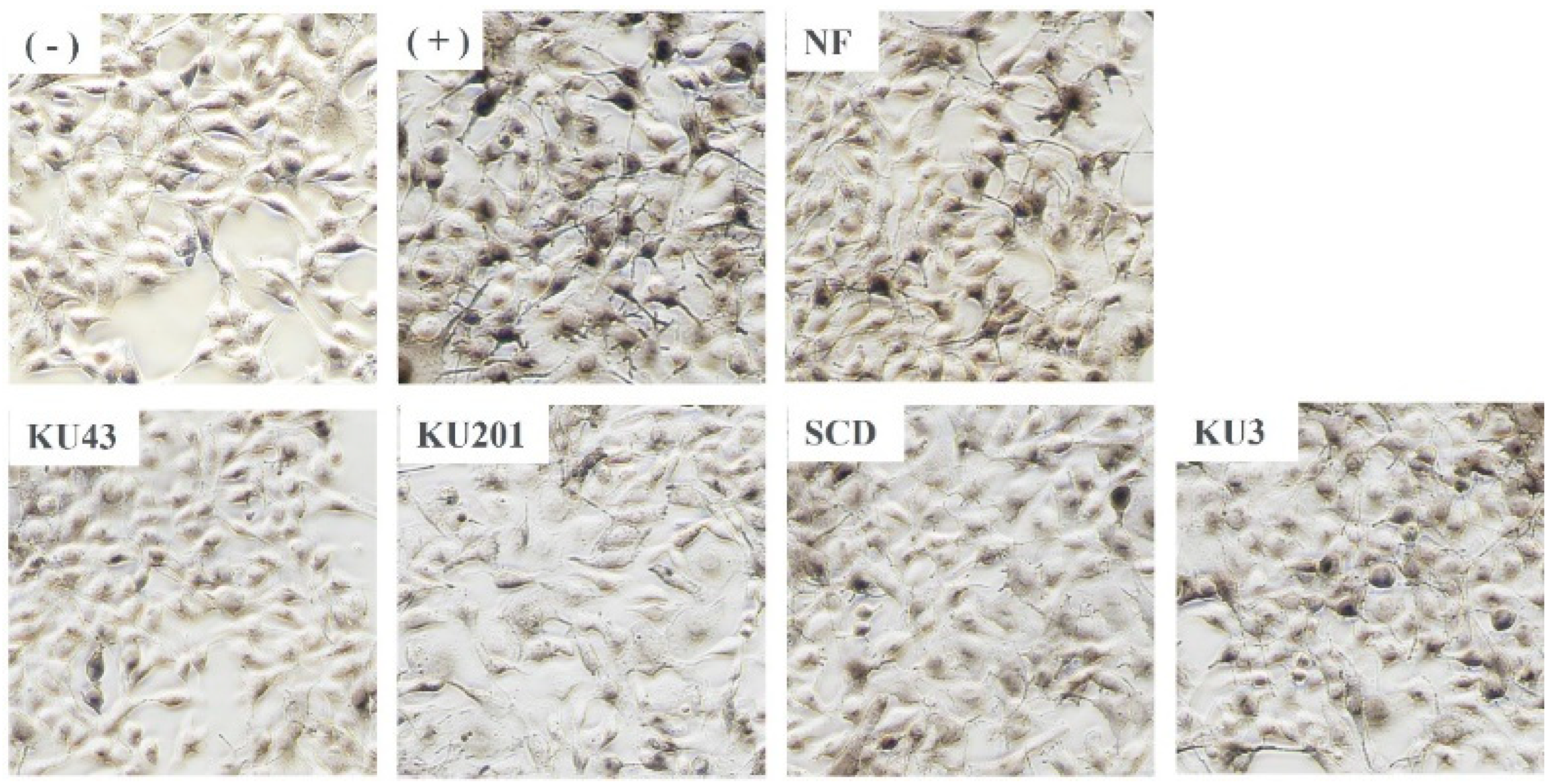 Antioxidants 11 01848 g006