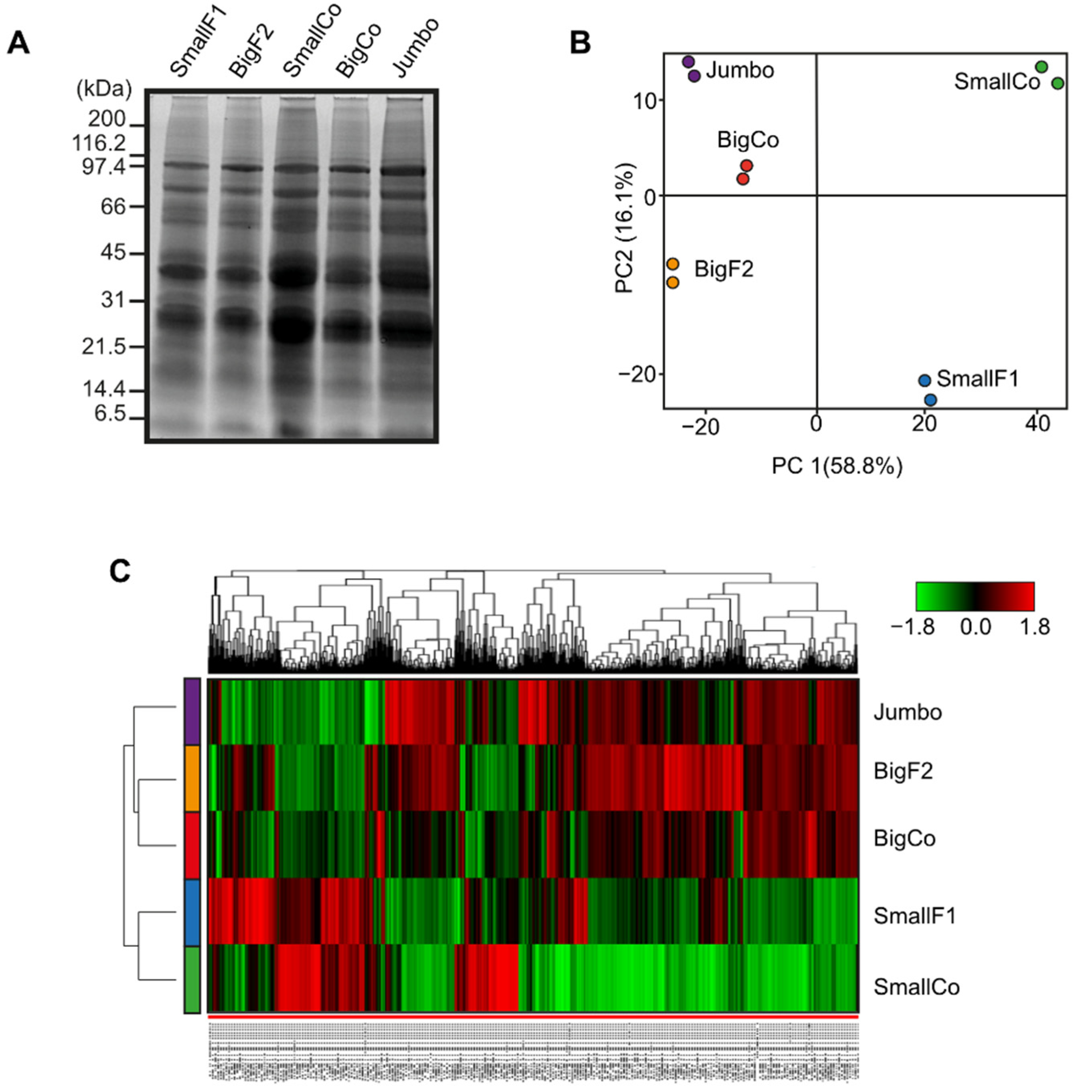 Antioxidants 11 01850 g001 Antioxidants 11 01850 g001