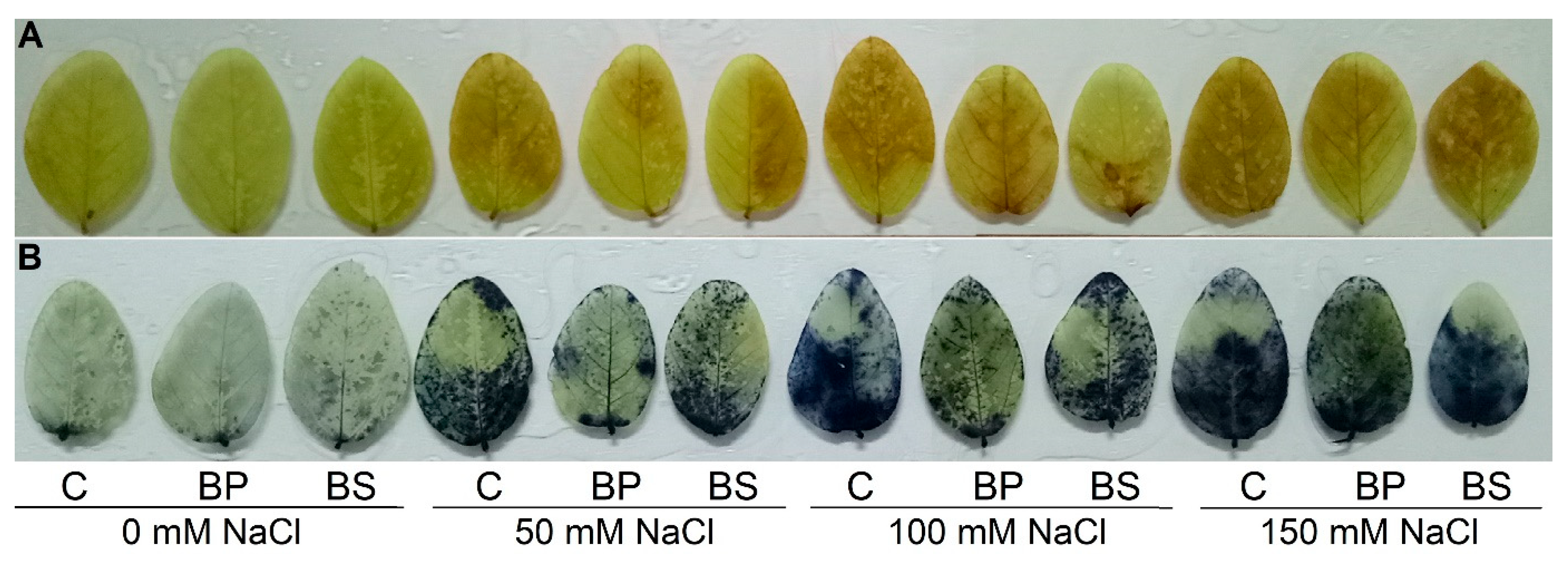Antioxidants 11 01856 g005