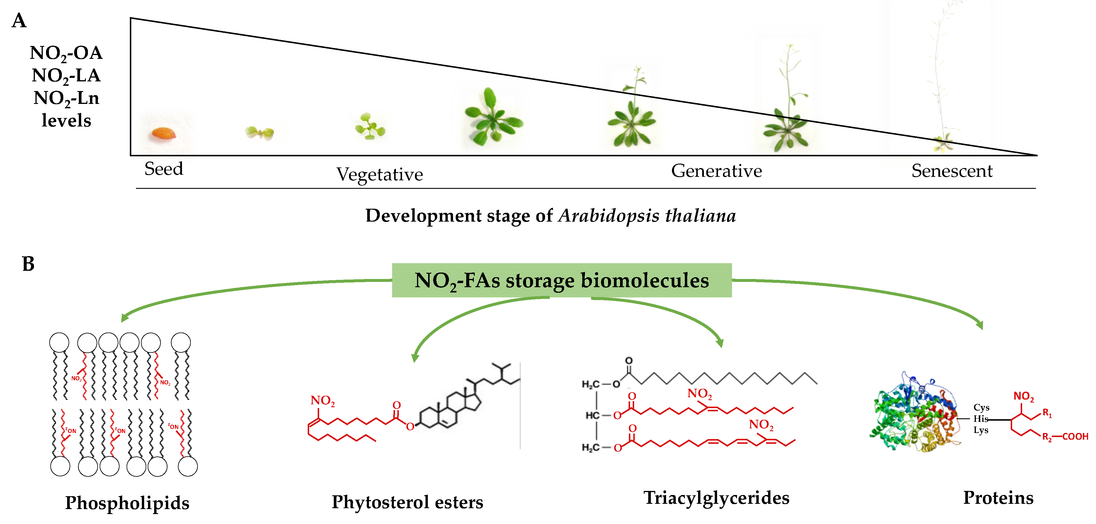 Antioxidants 11 01869 g007