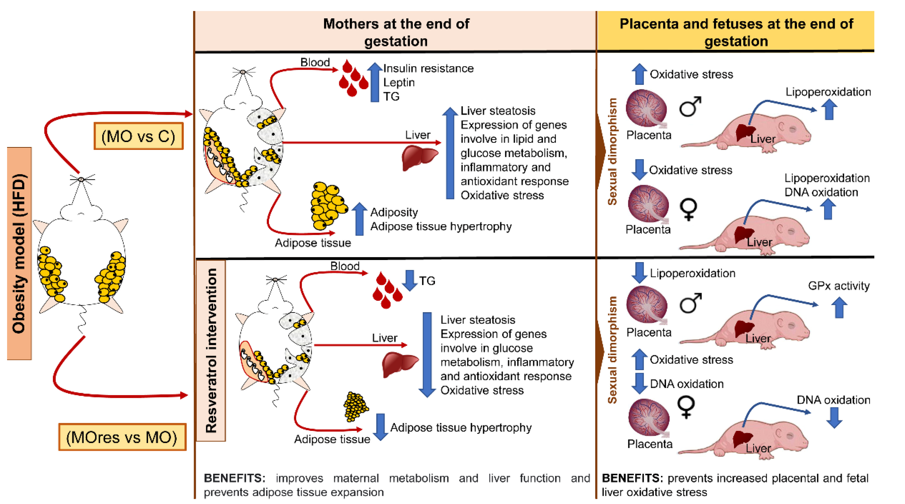Antioxidants 11 01871 g008