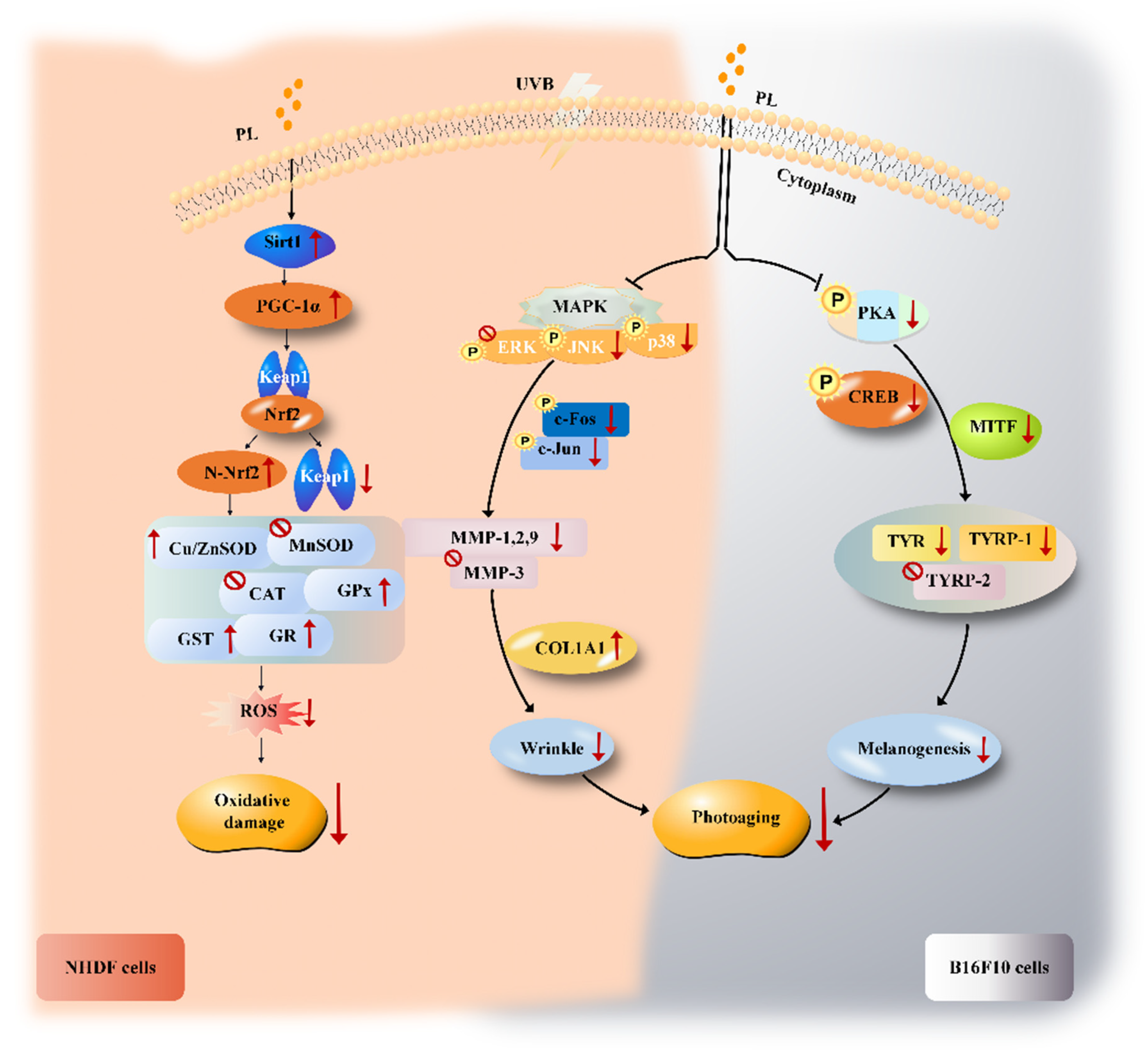 Antioxidants 11 01875 g007