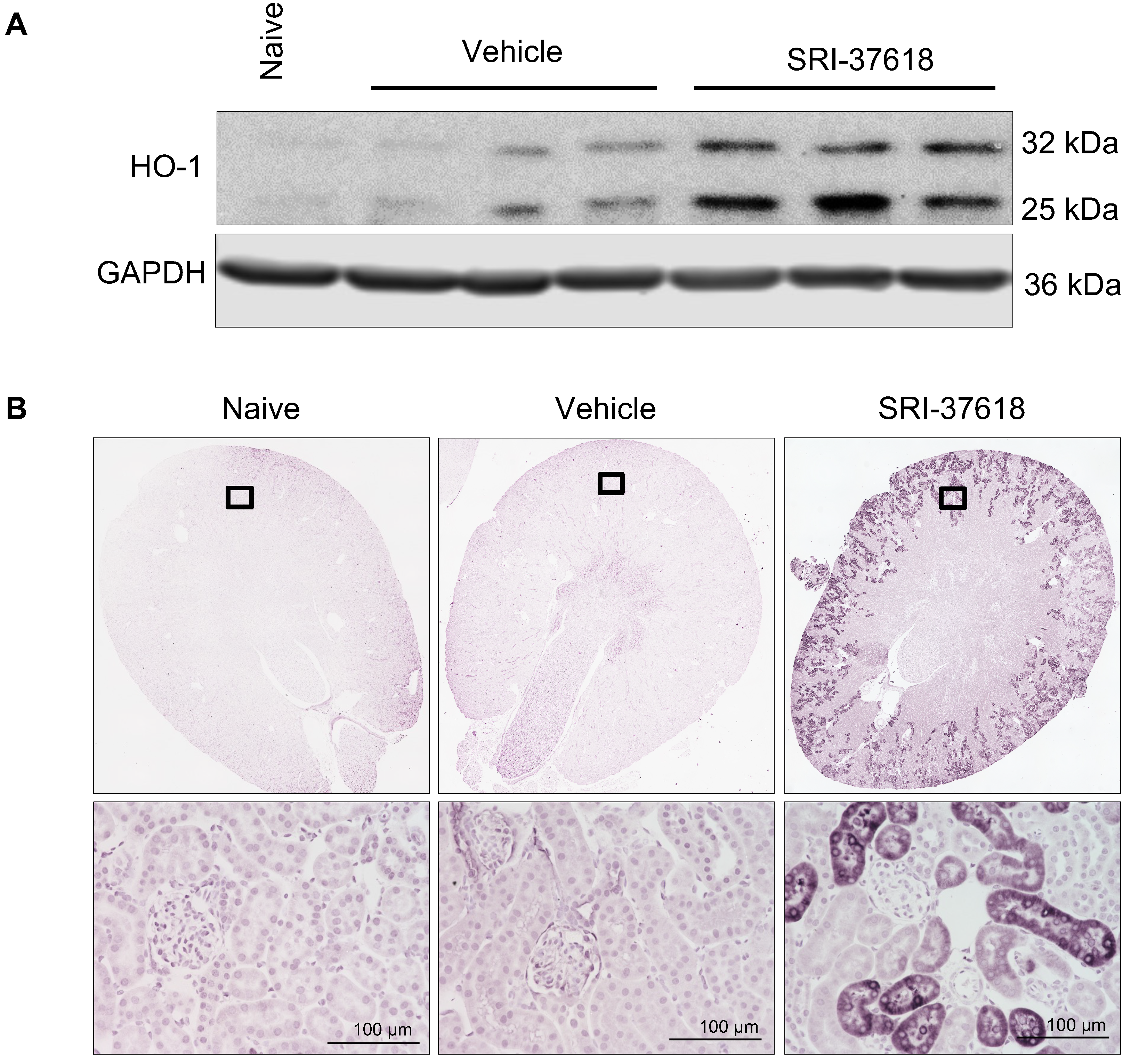 Antioxidants 11 01888 g008